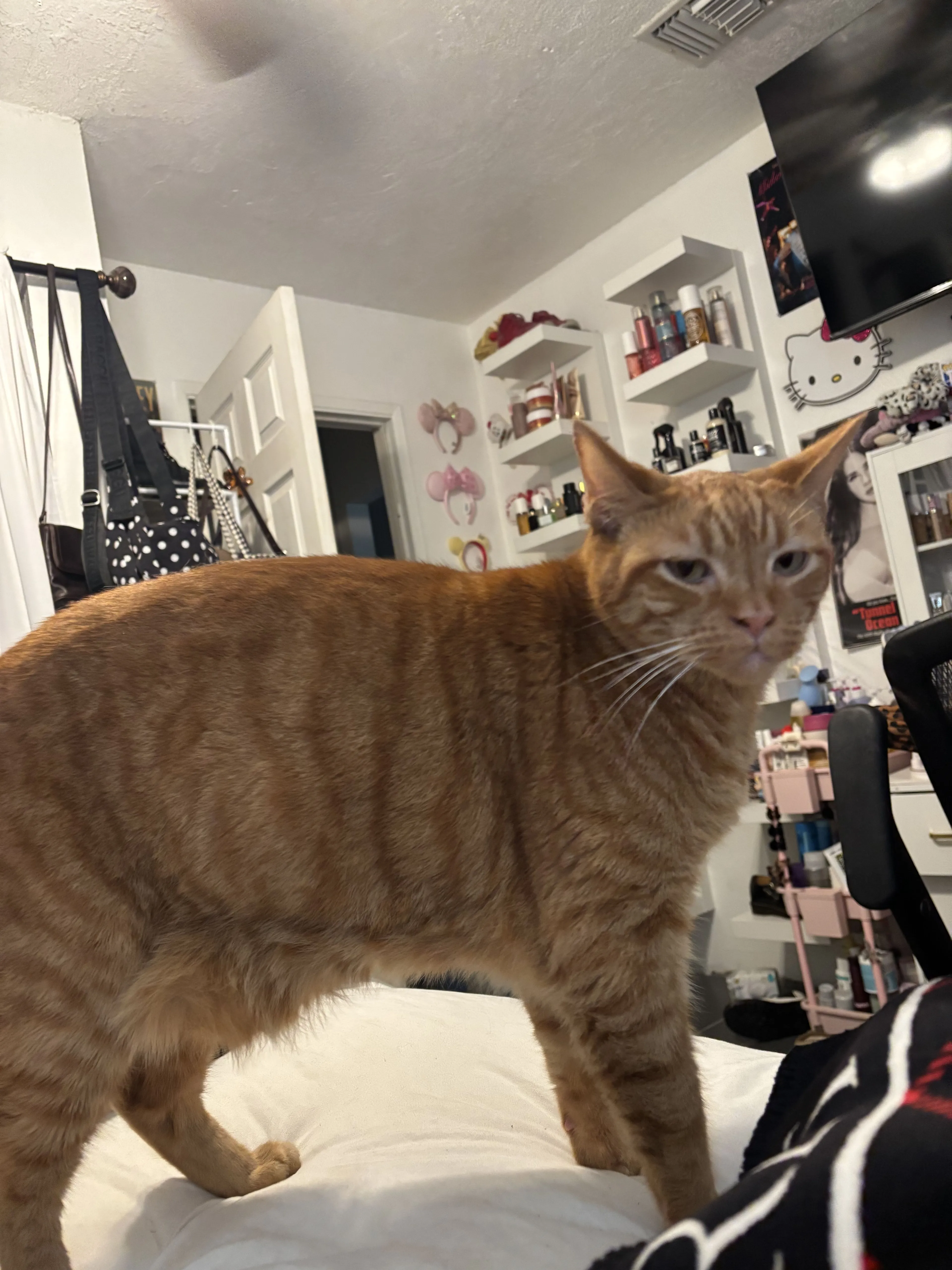 Lost pet-2