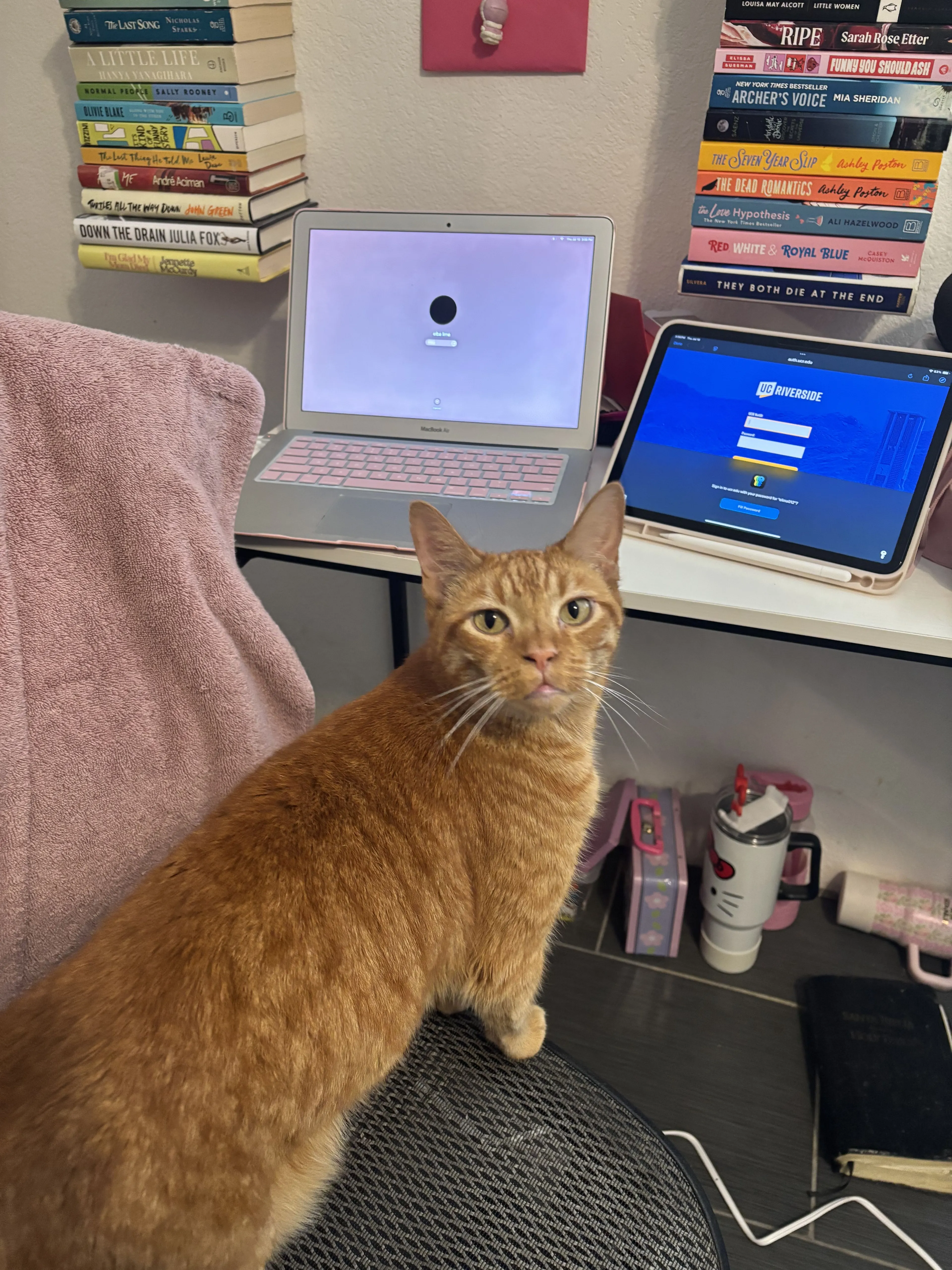 Lost pet-4