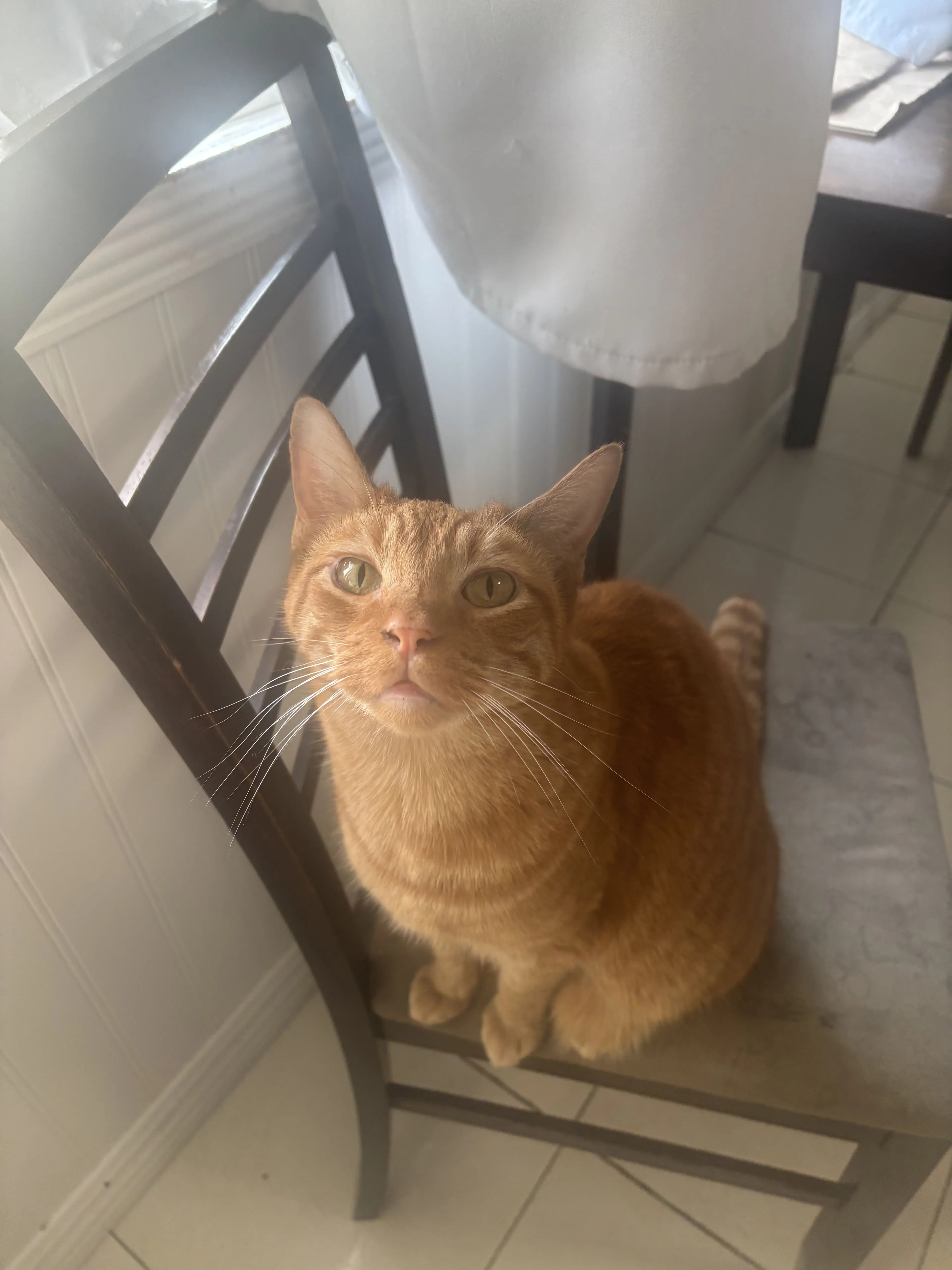Lost pet-1
