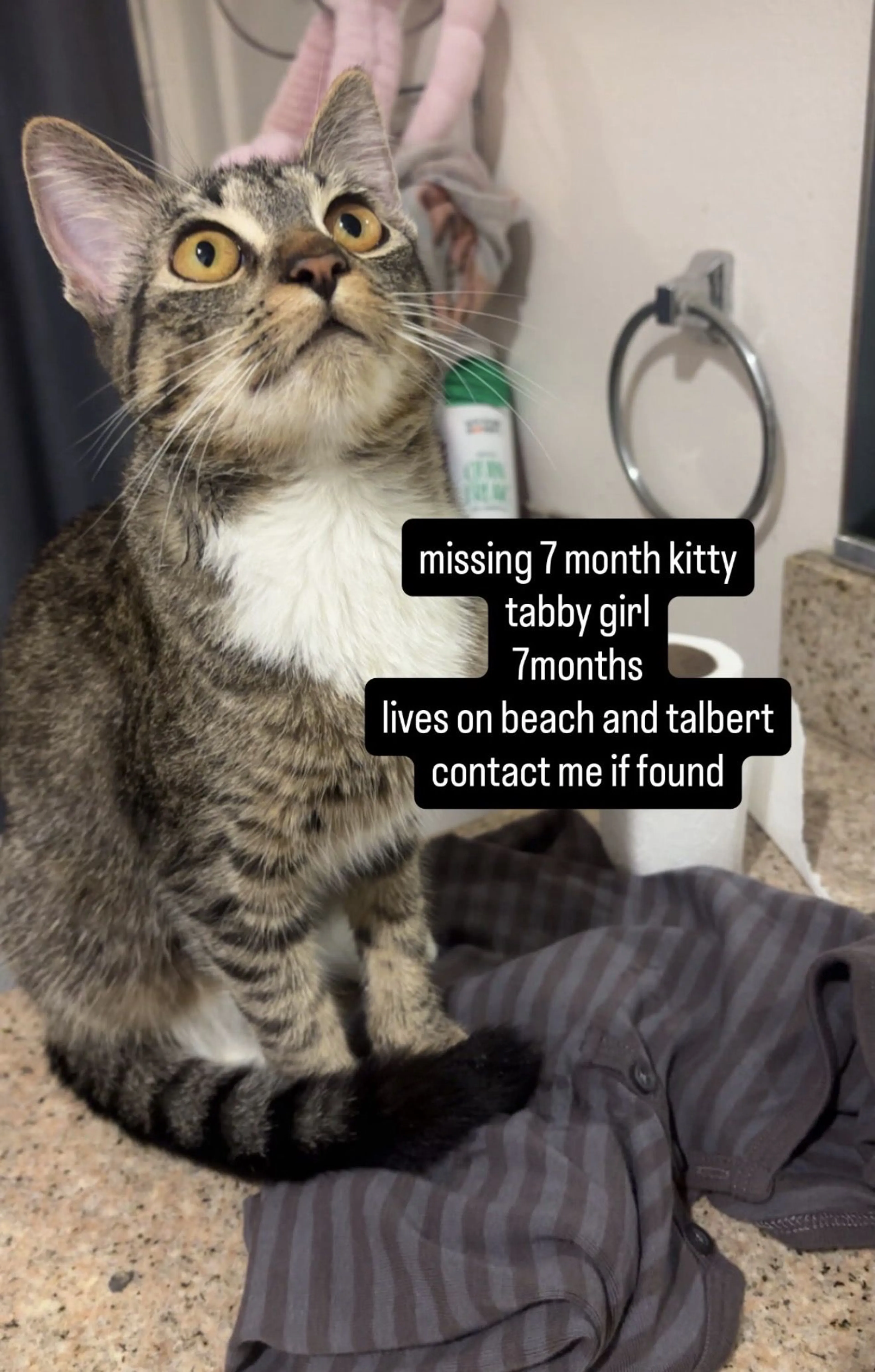 Lost pet-0