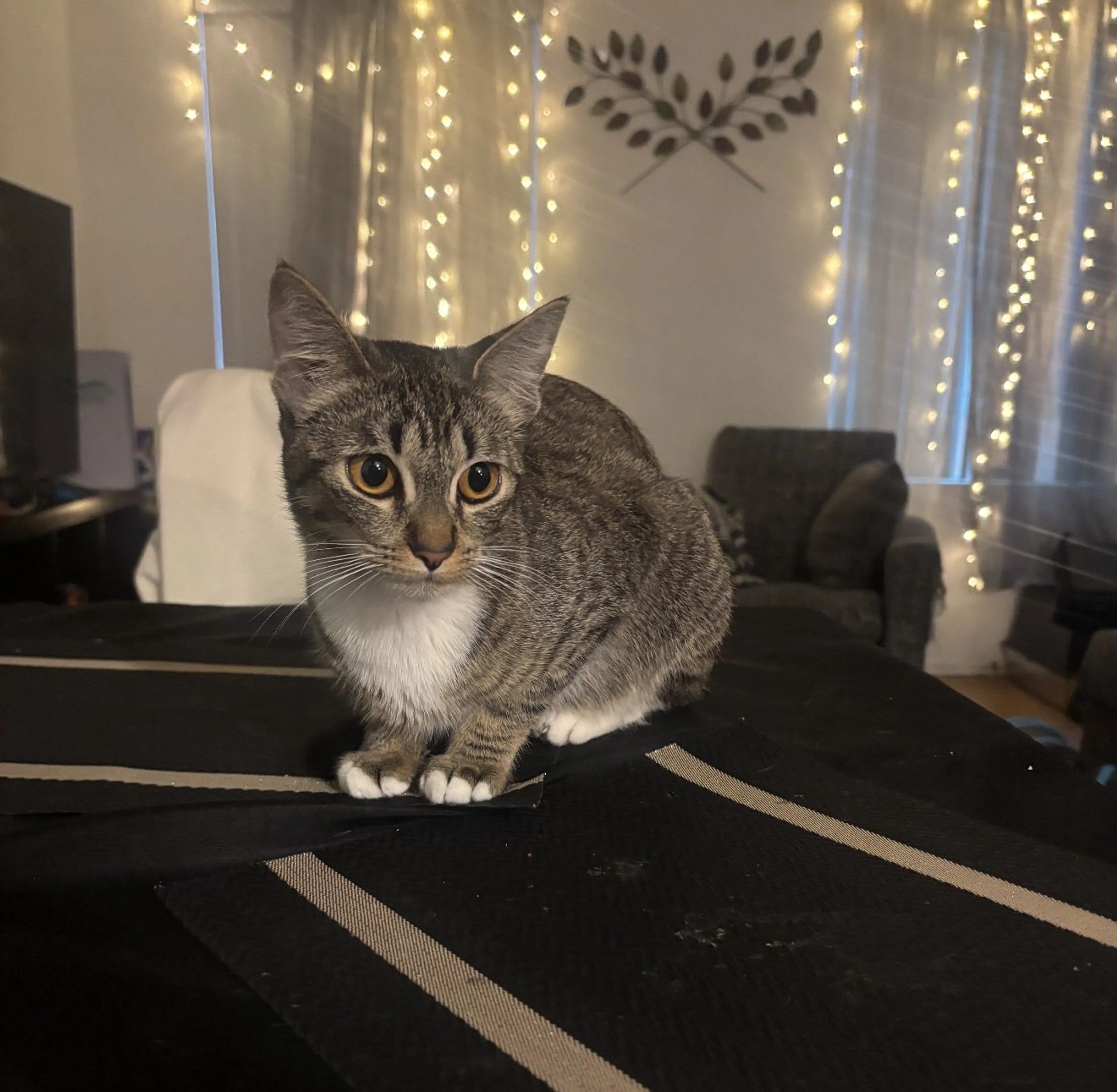 Lost pet-4