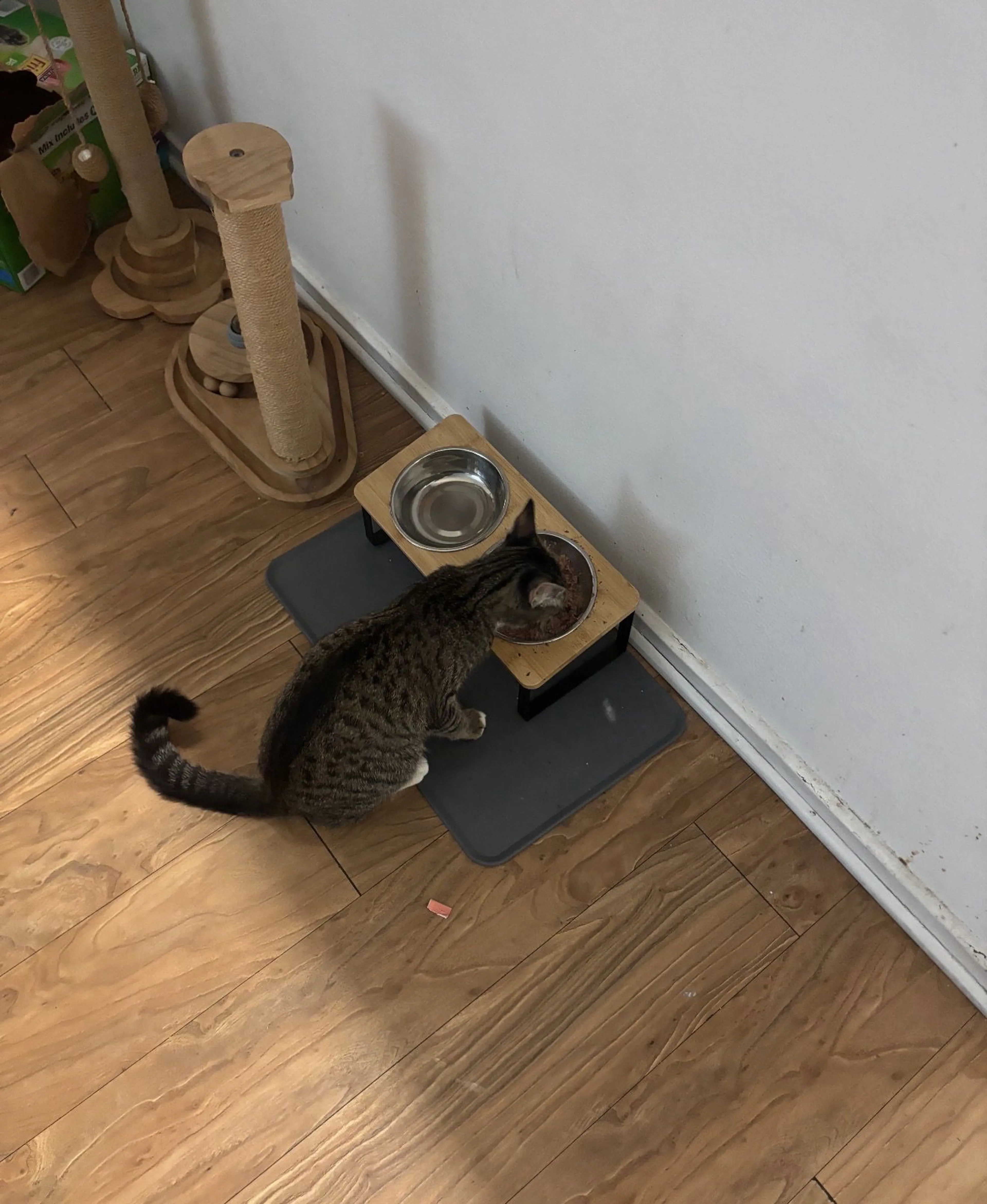Lost pet-2