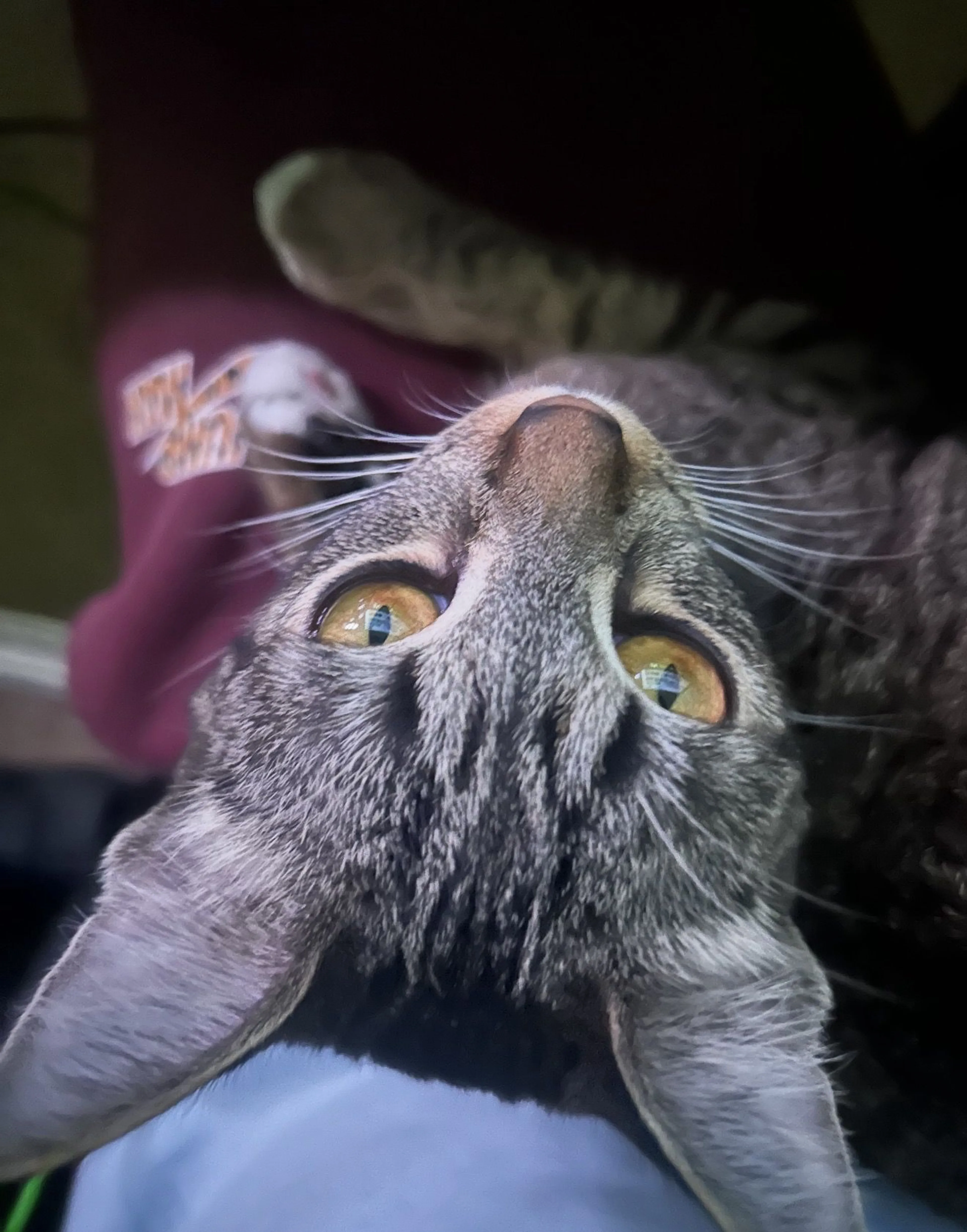 Lost pet-3