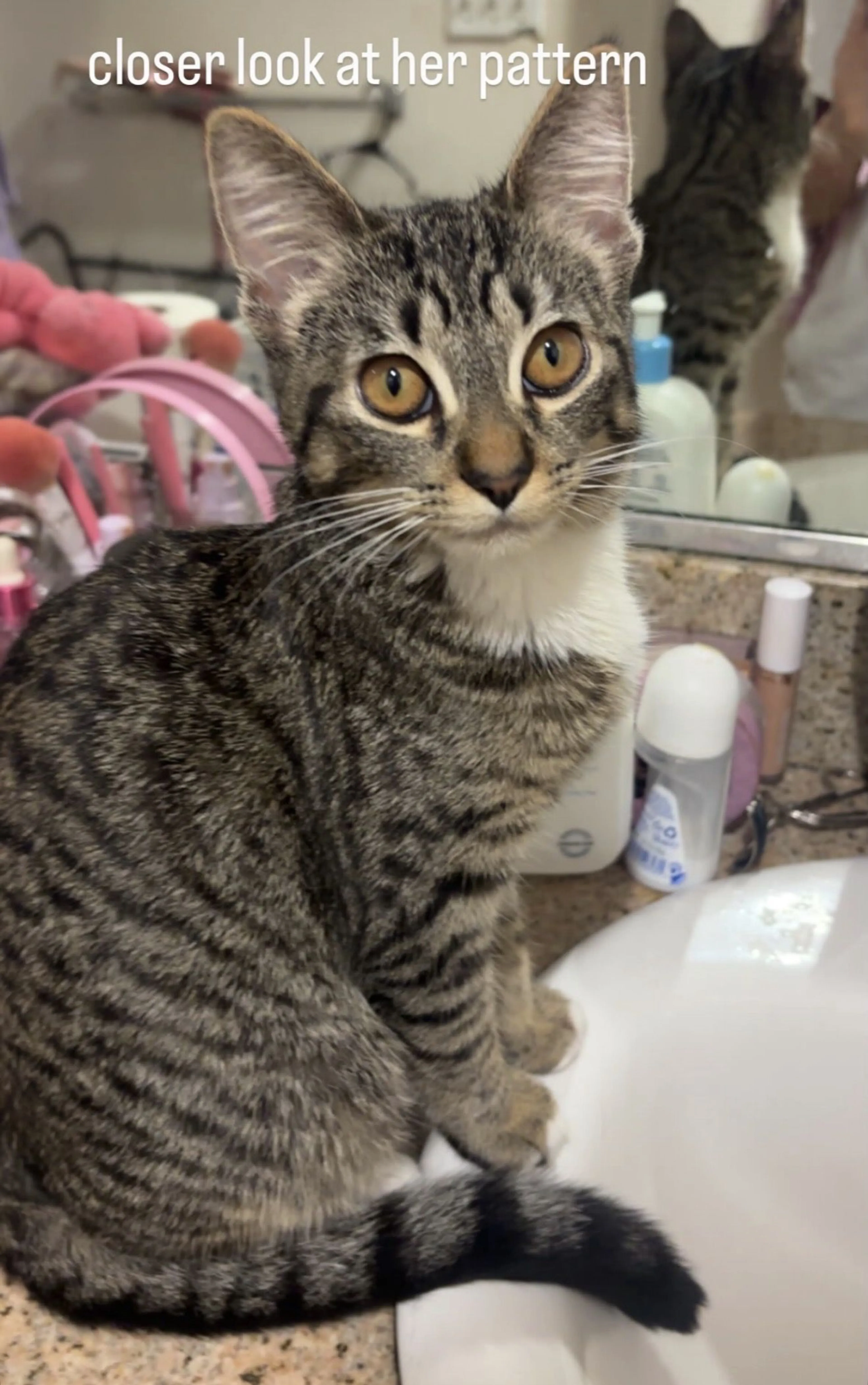Lost pet-1