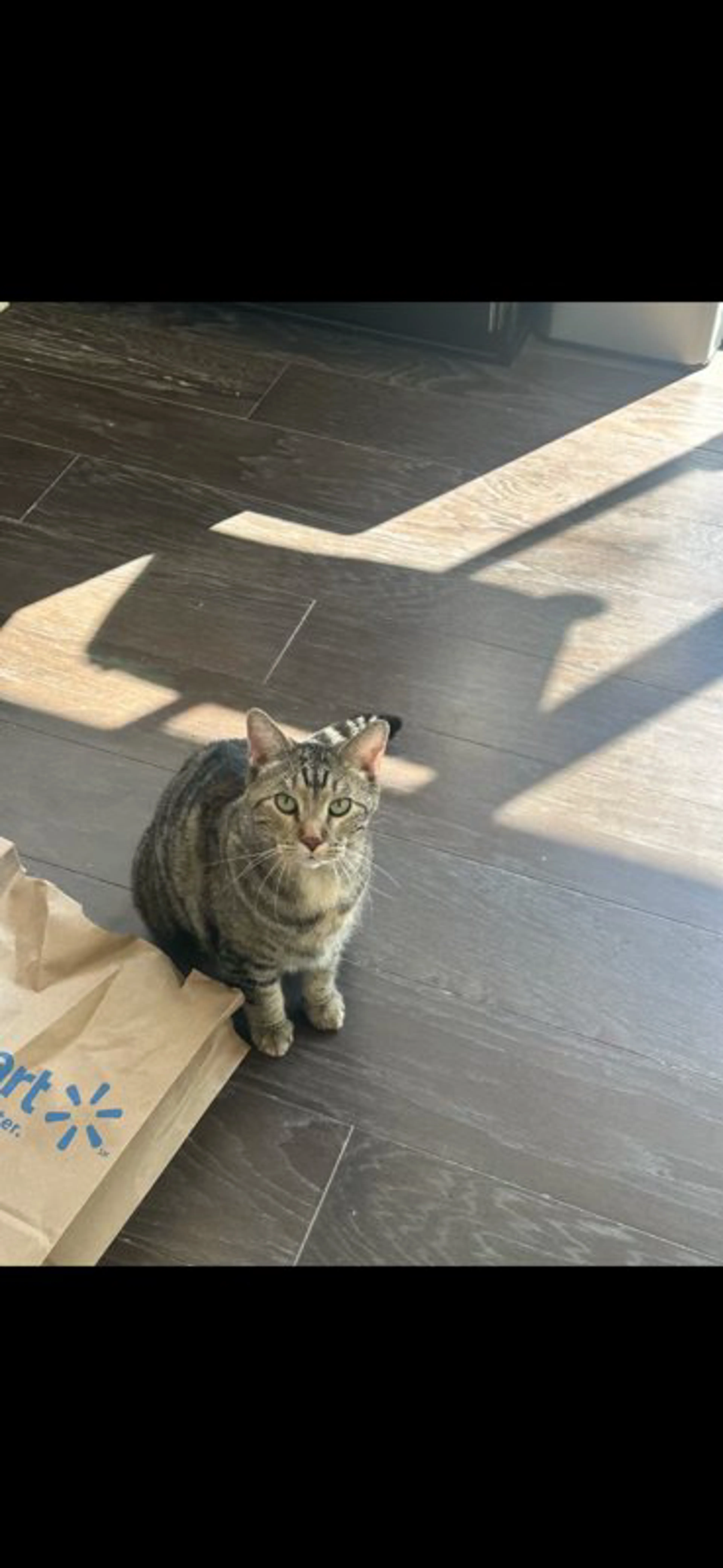 Lost pet-1