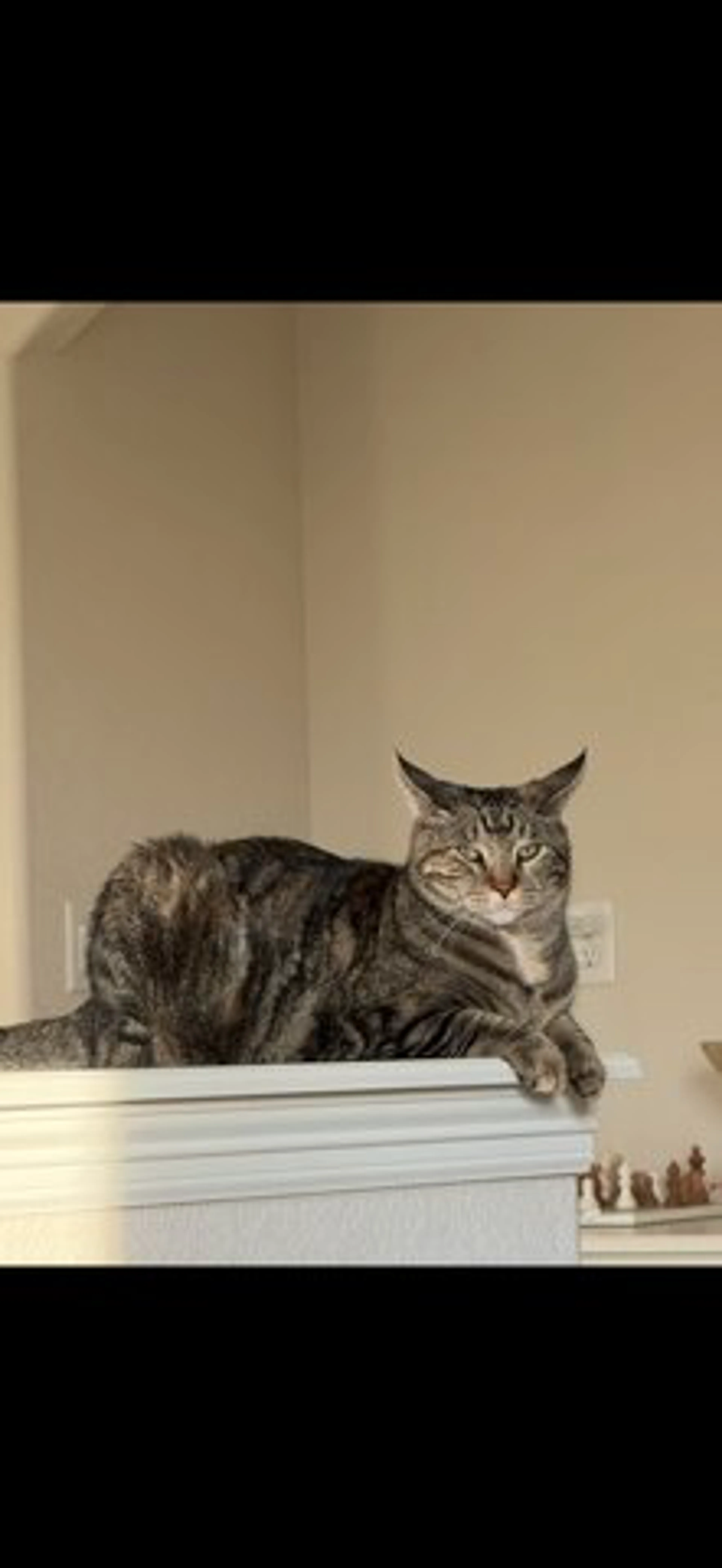 Lost pet-0