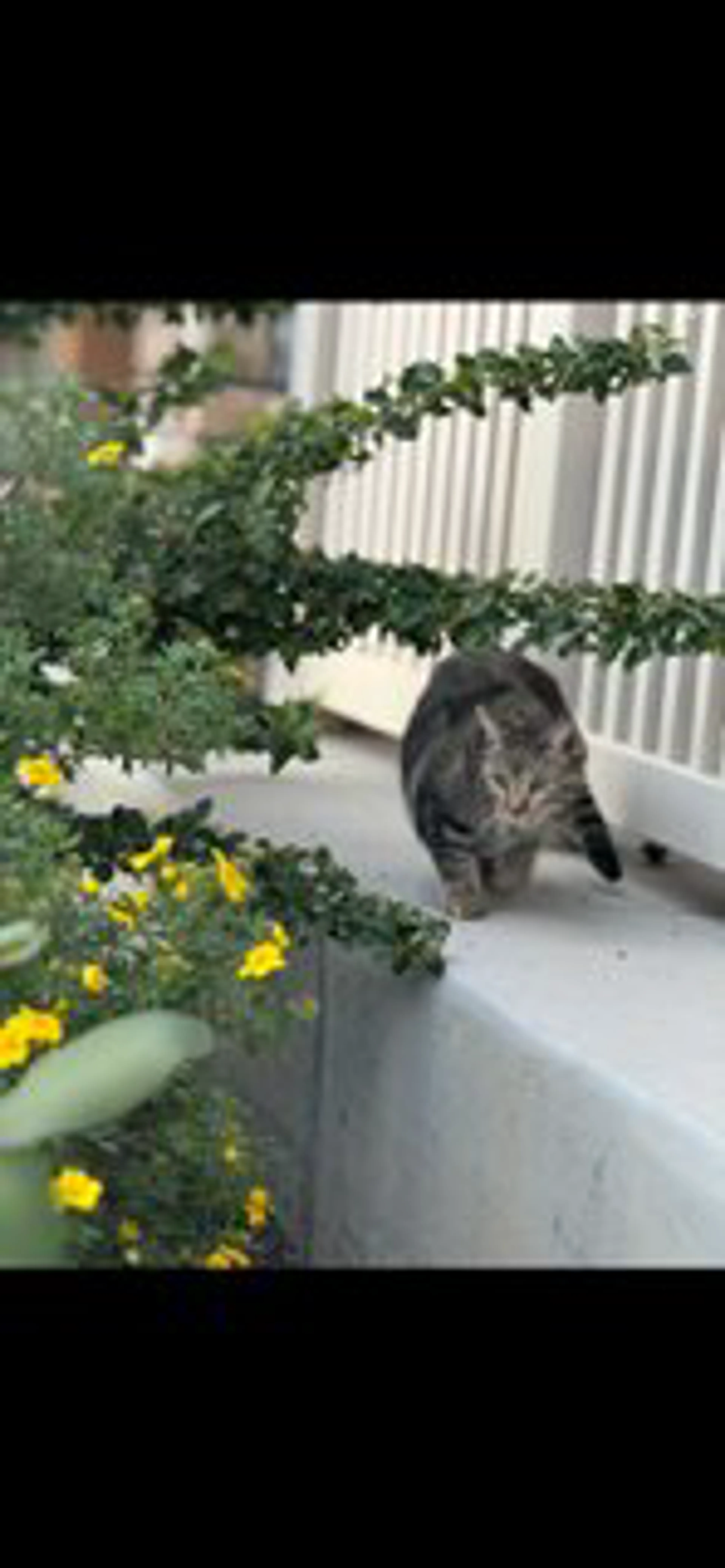 Lost pet-2