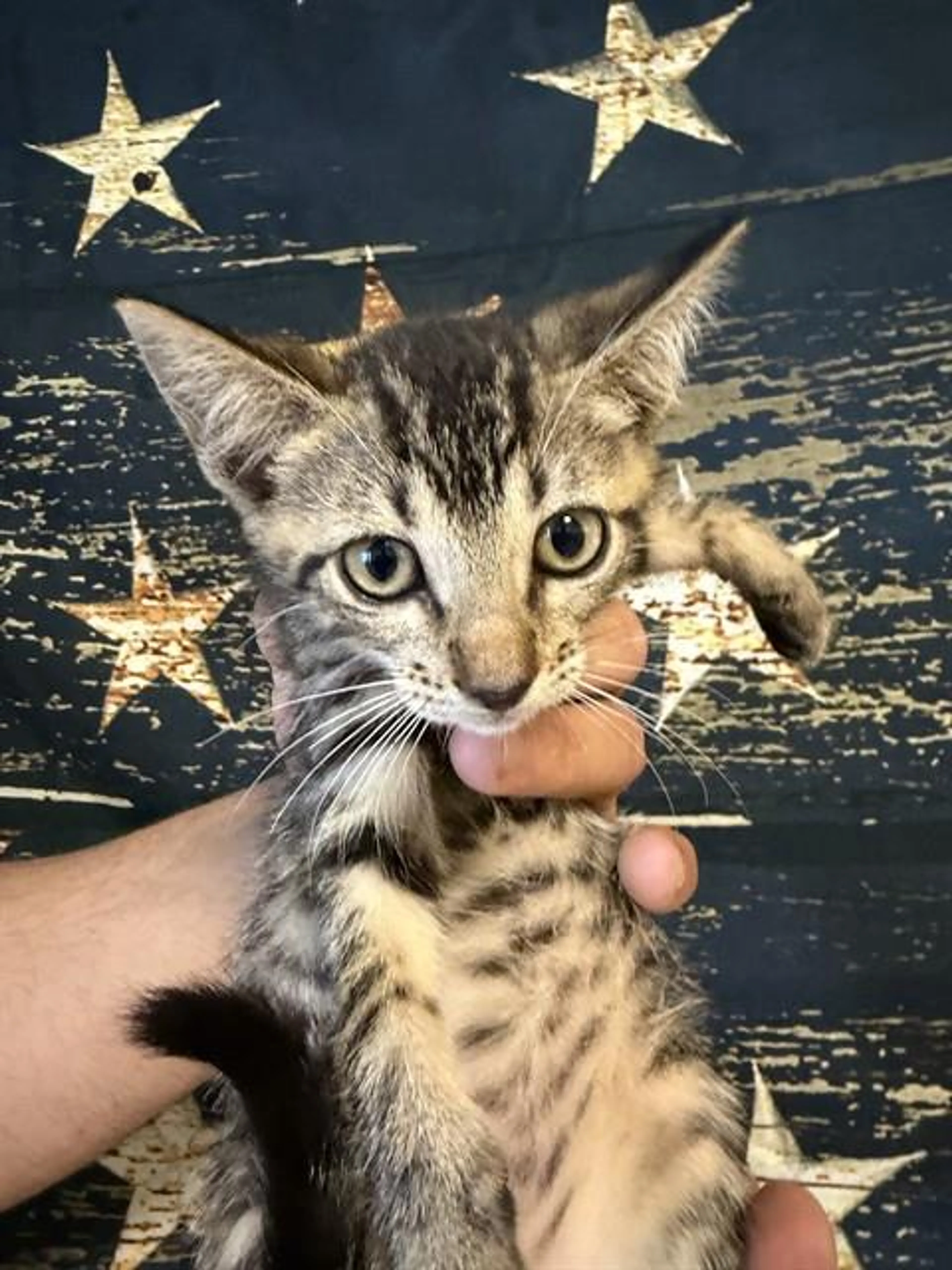 Found pet