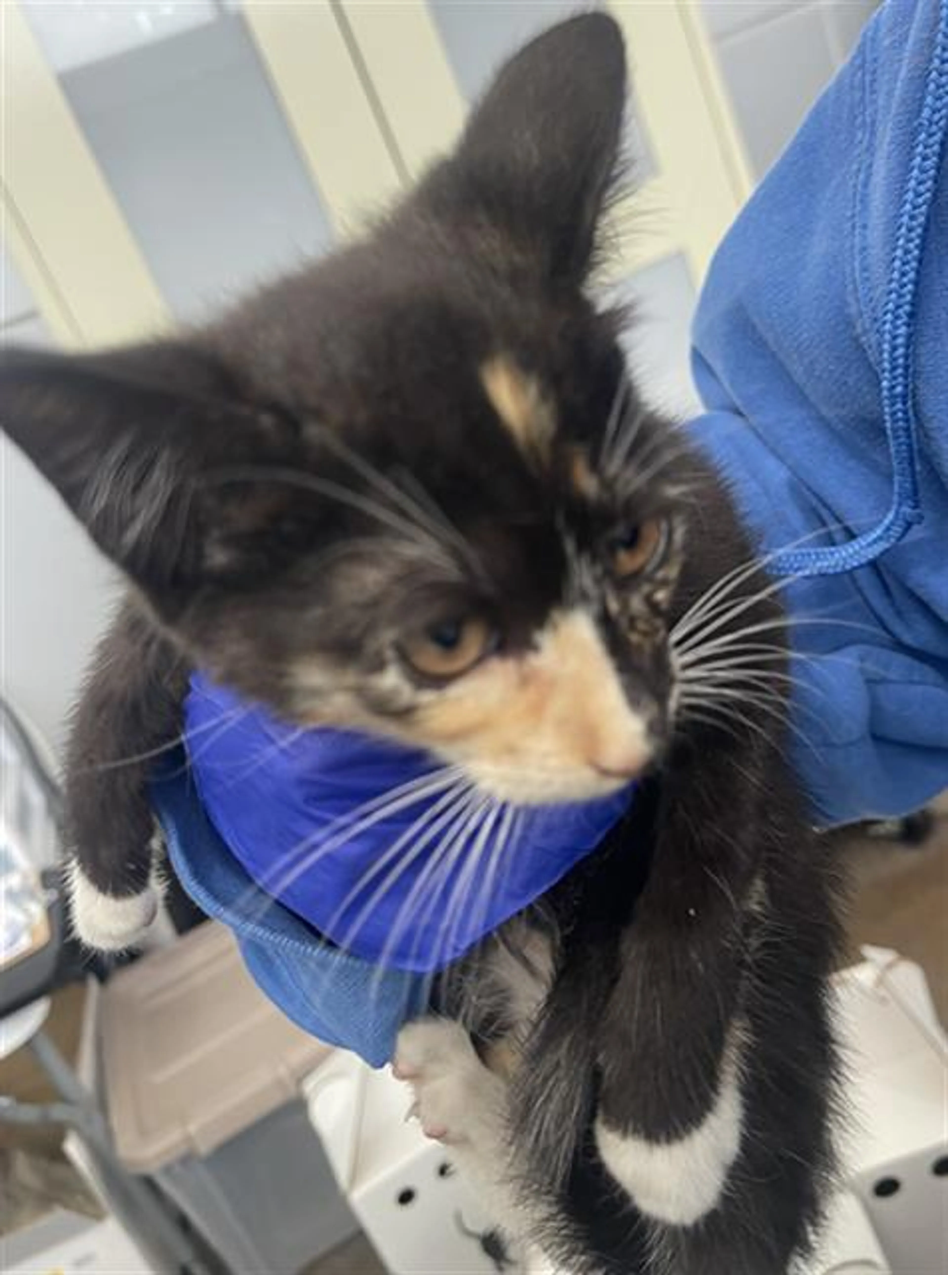 Found pet