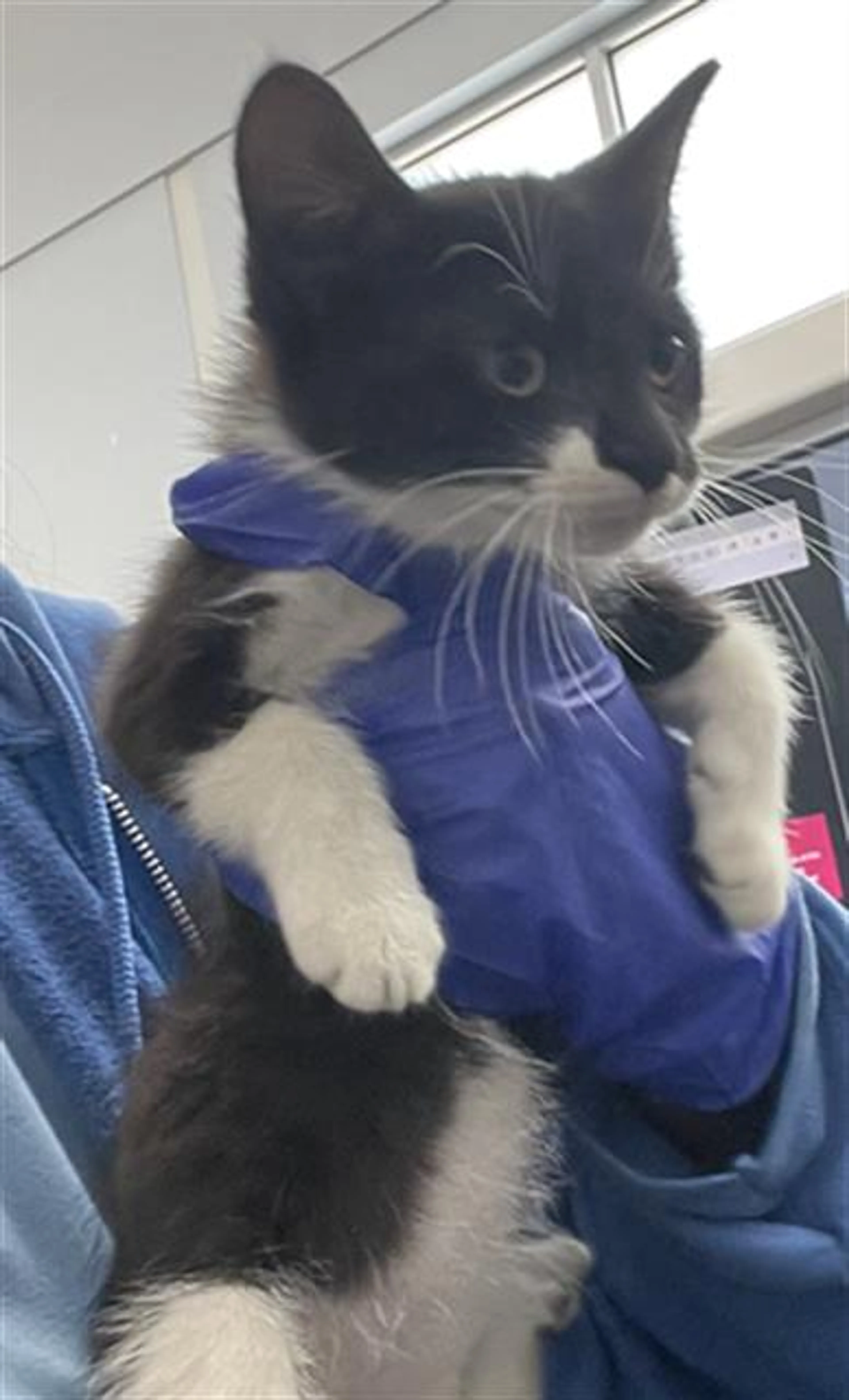 Found pet