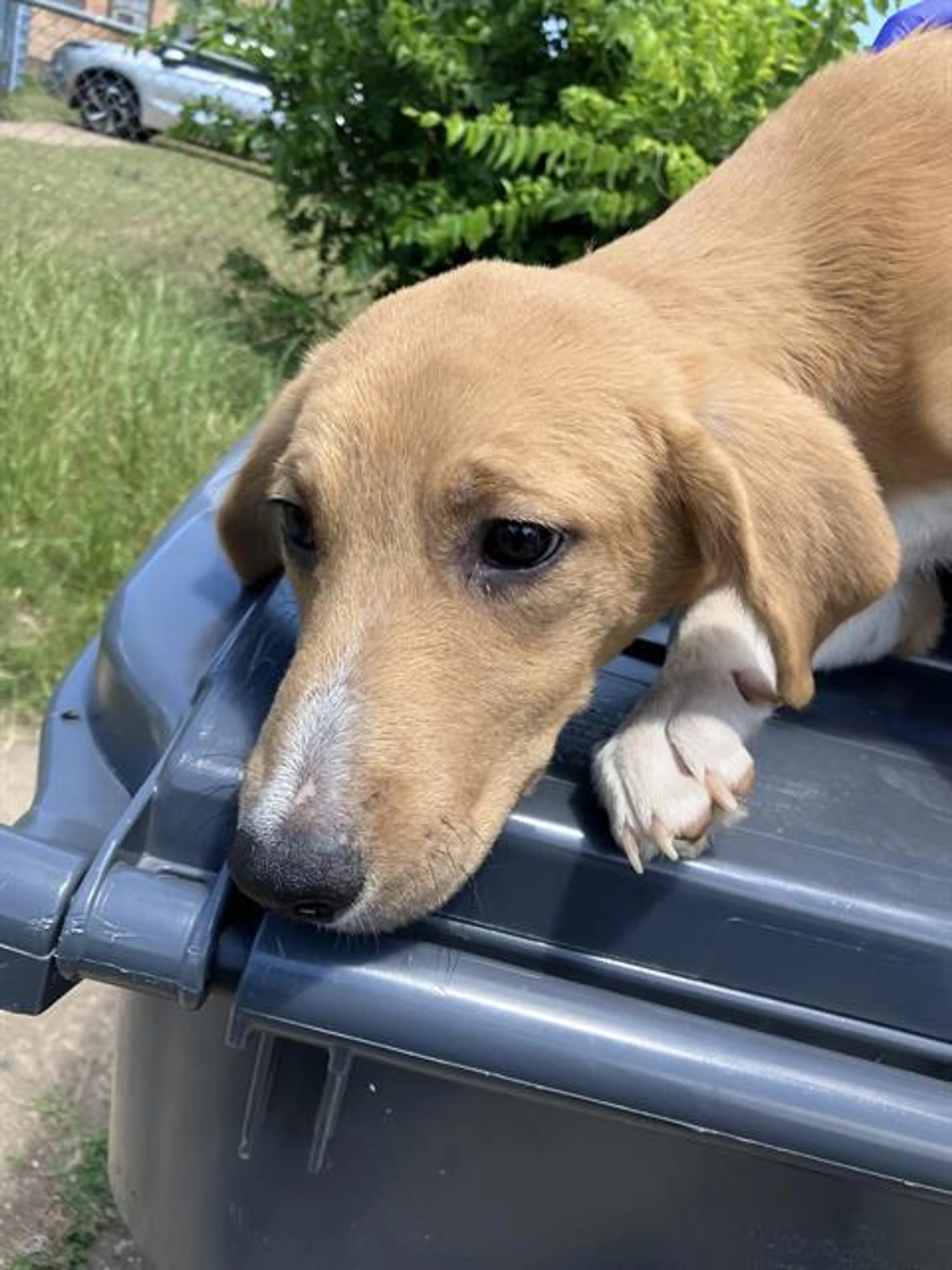 Found pet