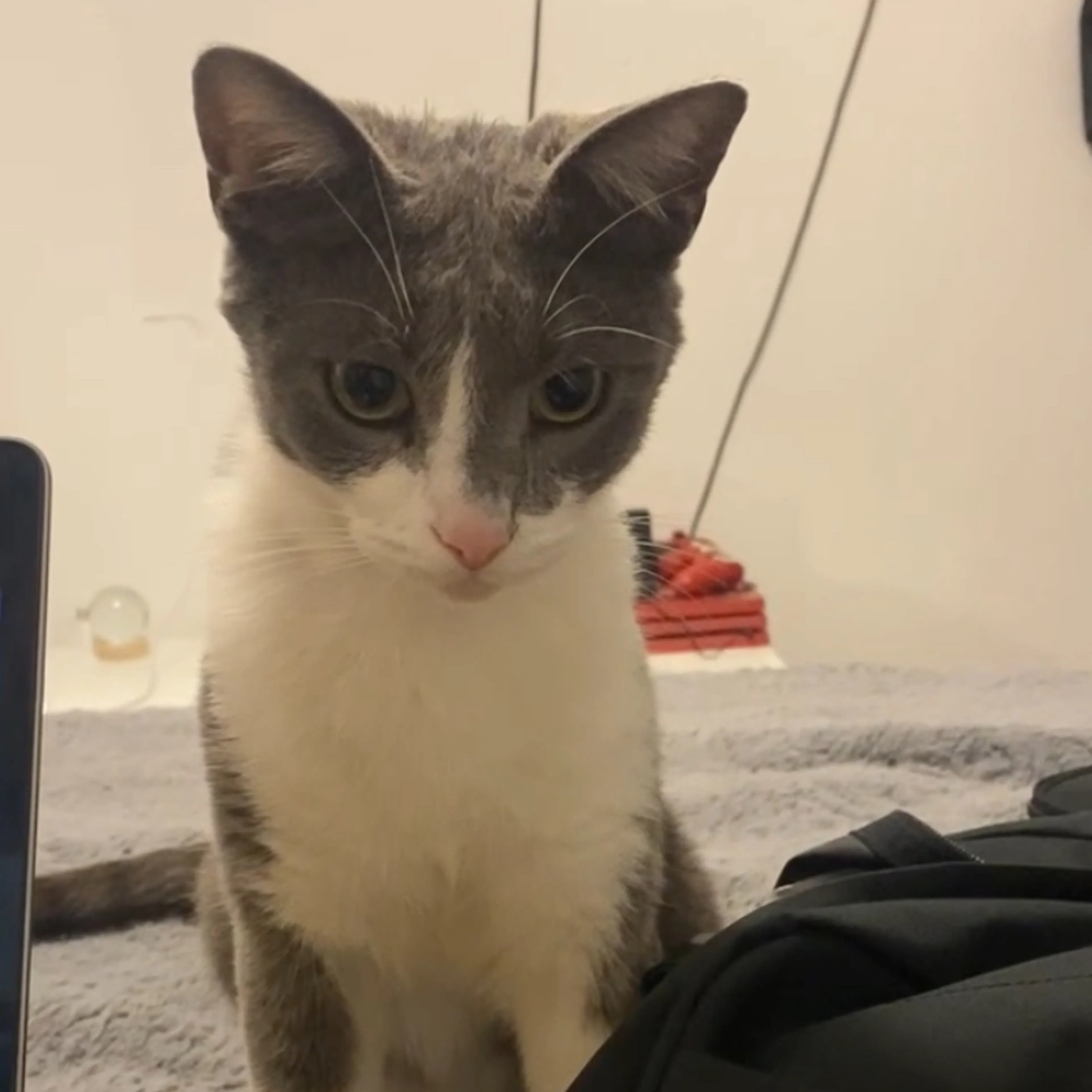 Lost pet-0