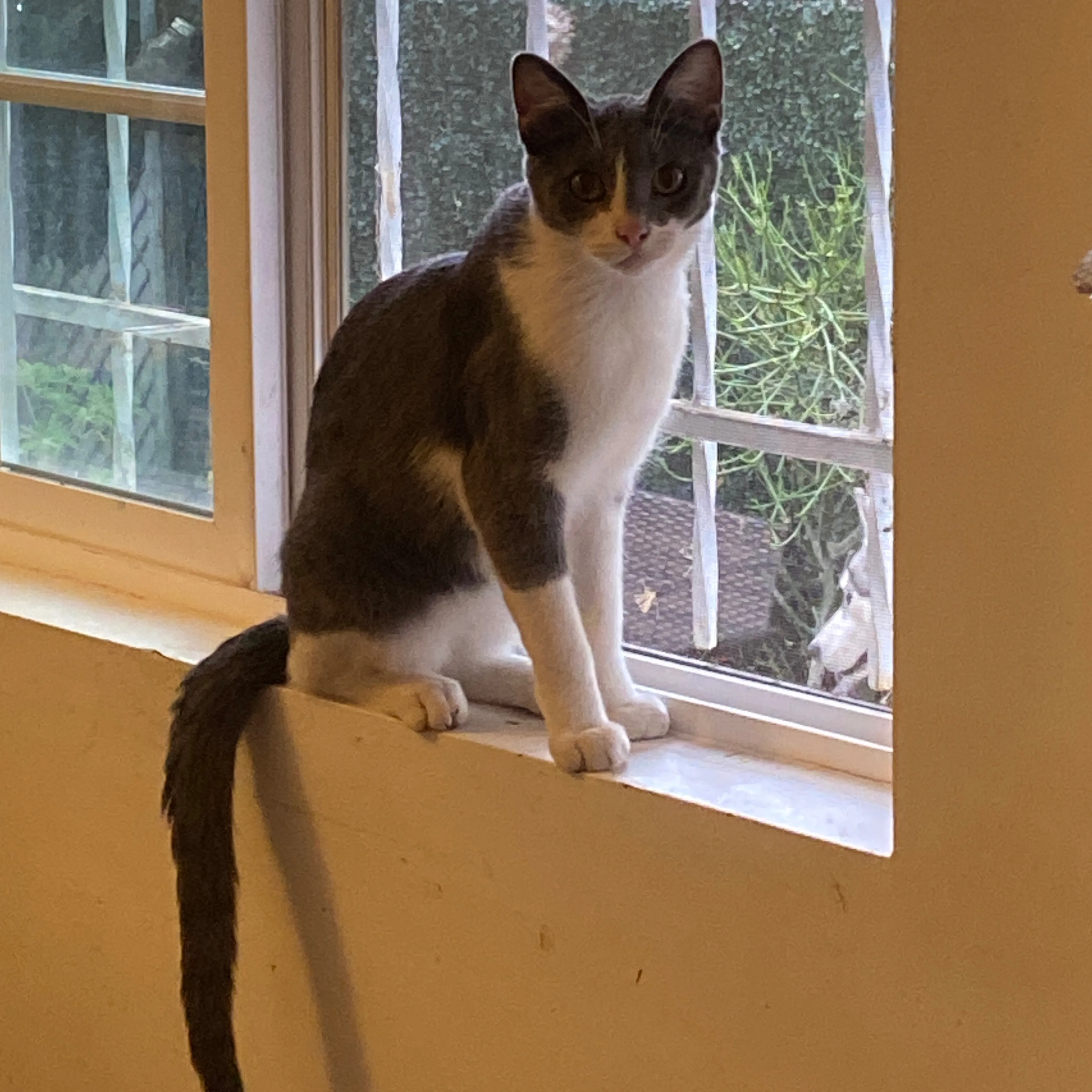 Lost pet-1