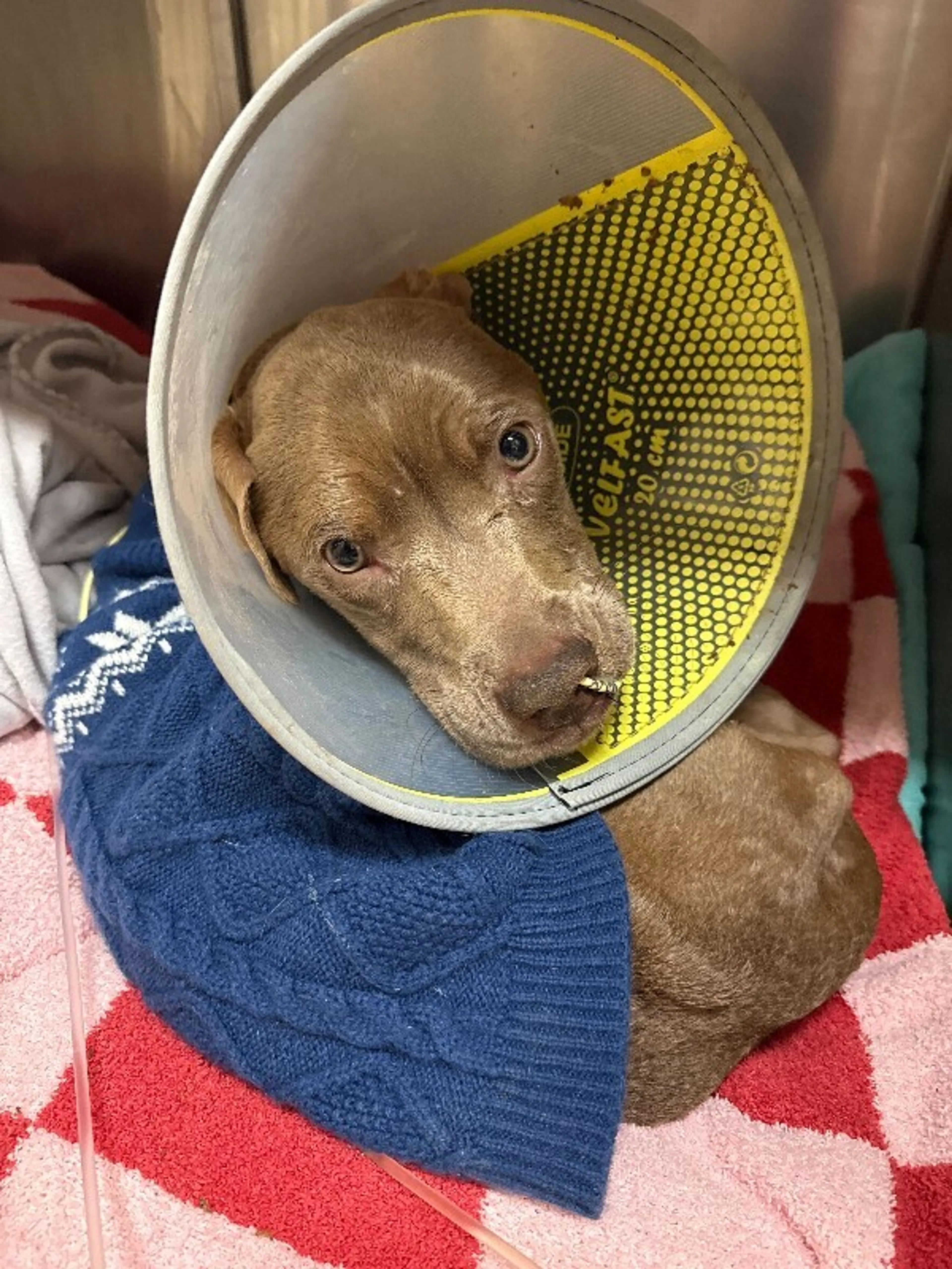 Found pet