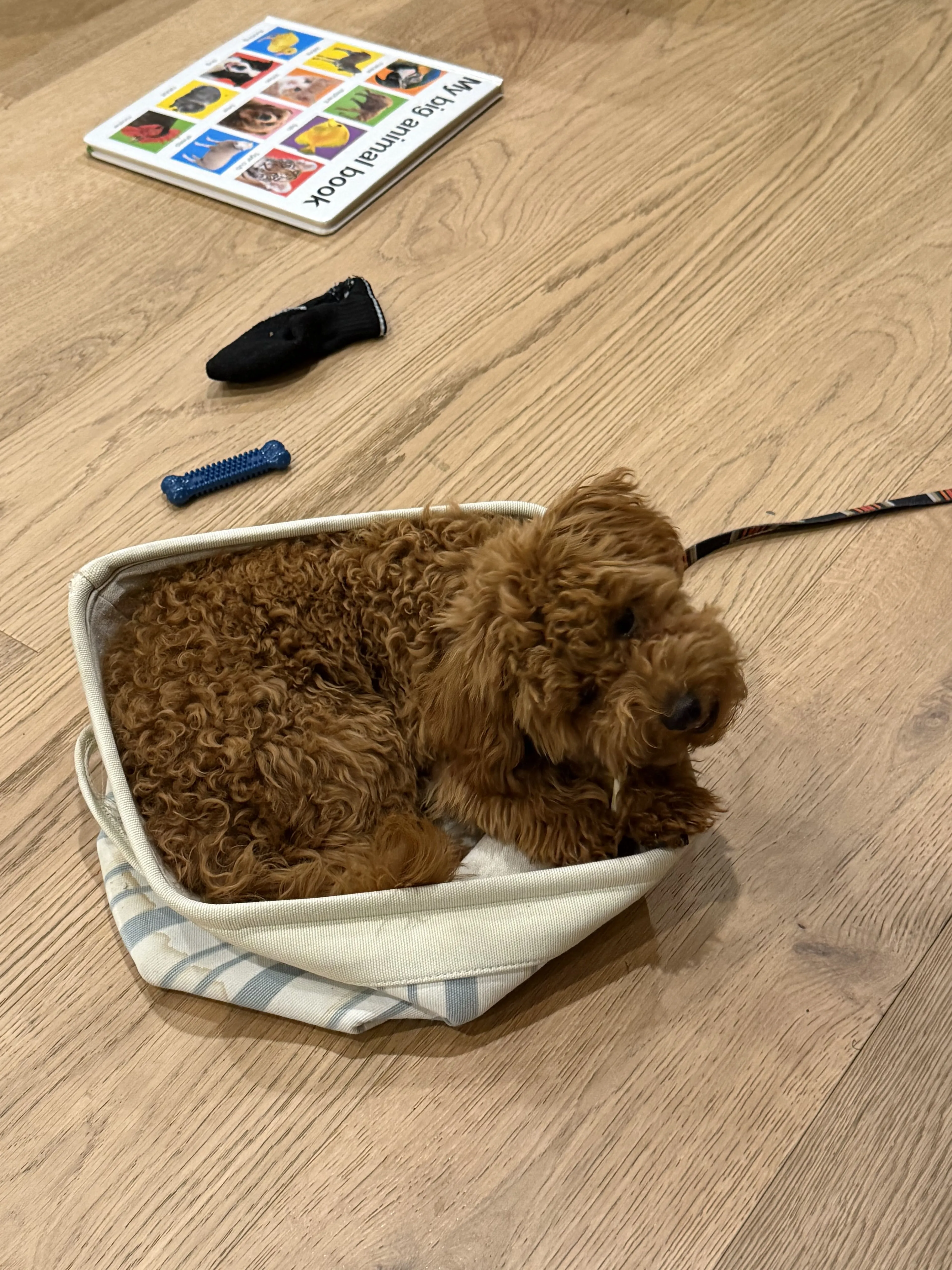 Lost pet-1
