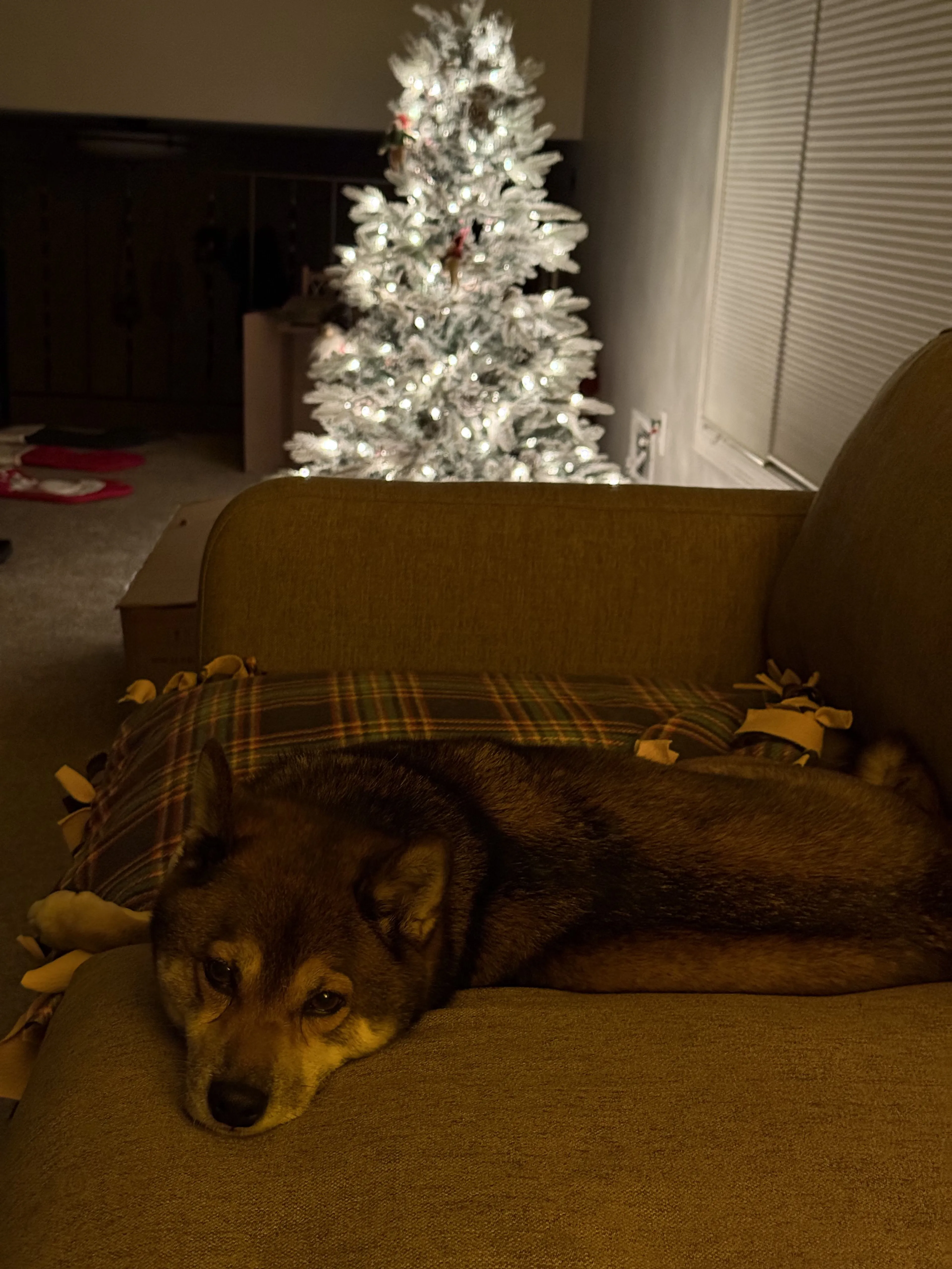 Lost pet-1