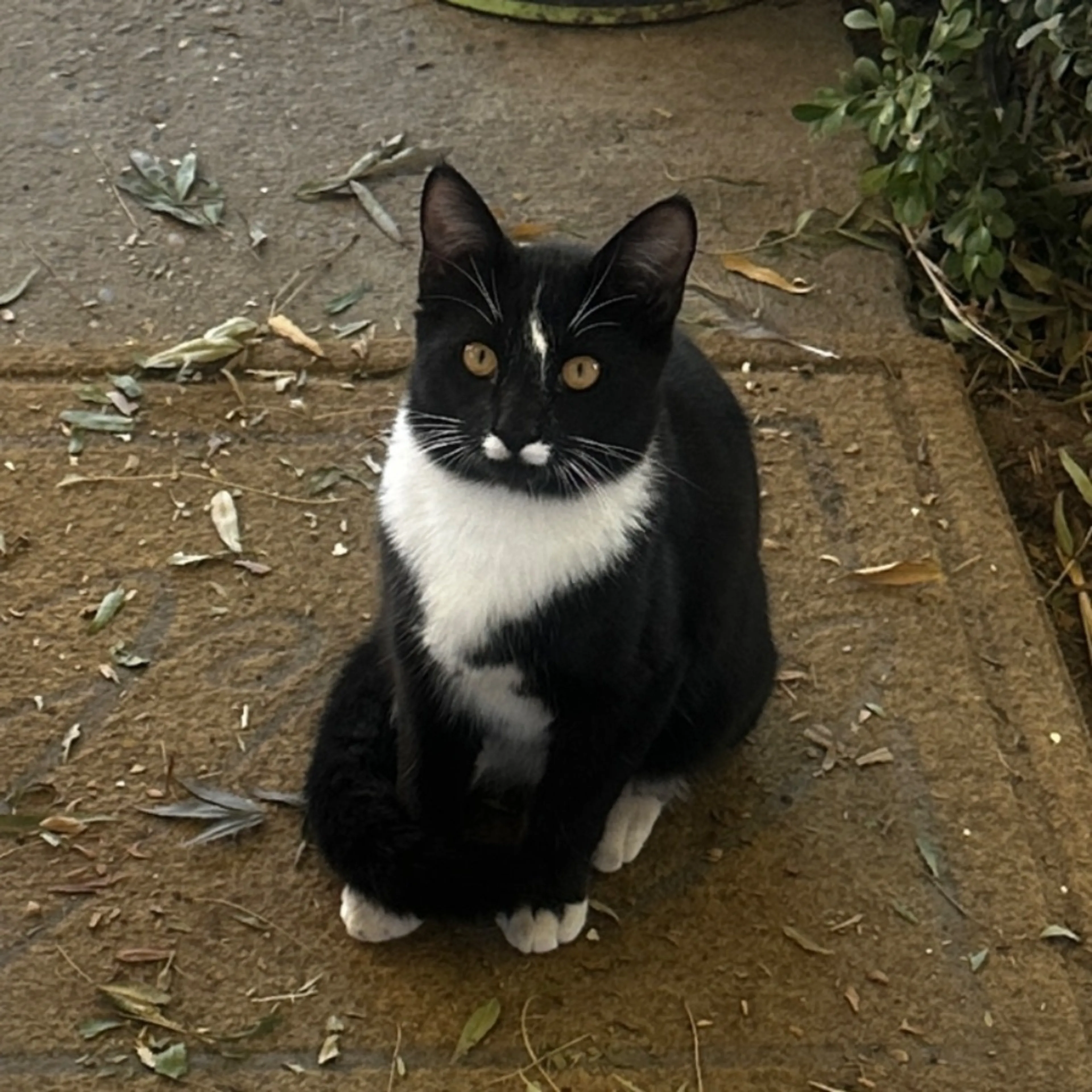 Lost pet