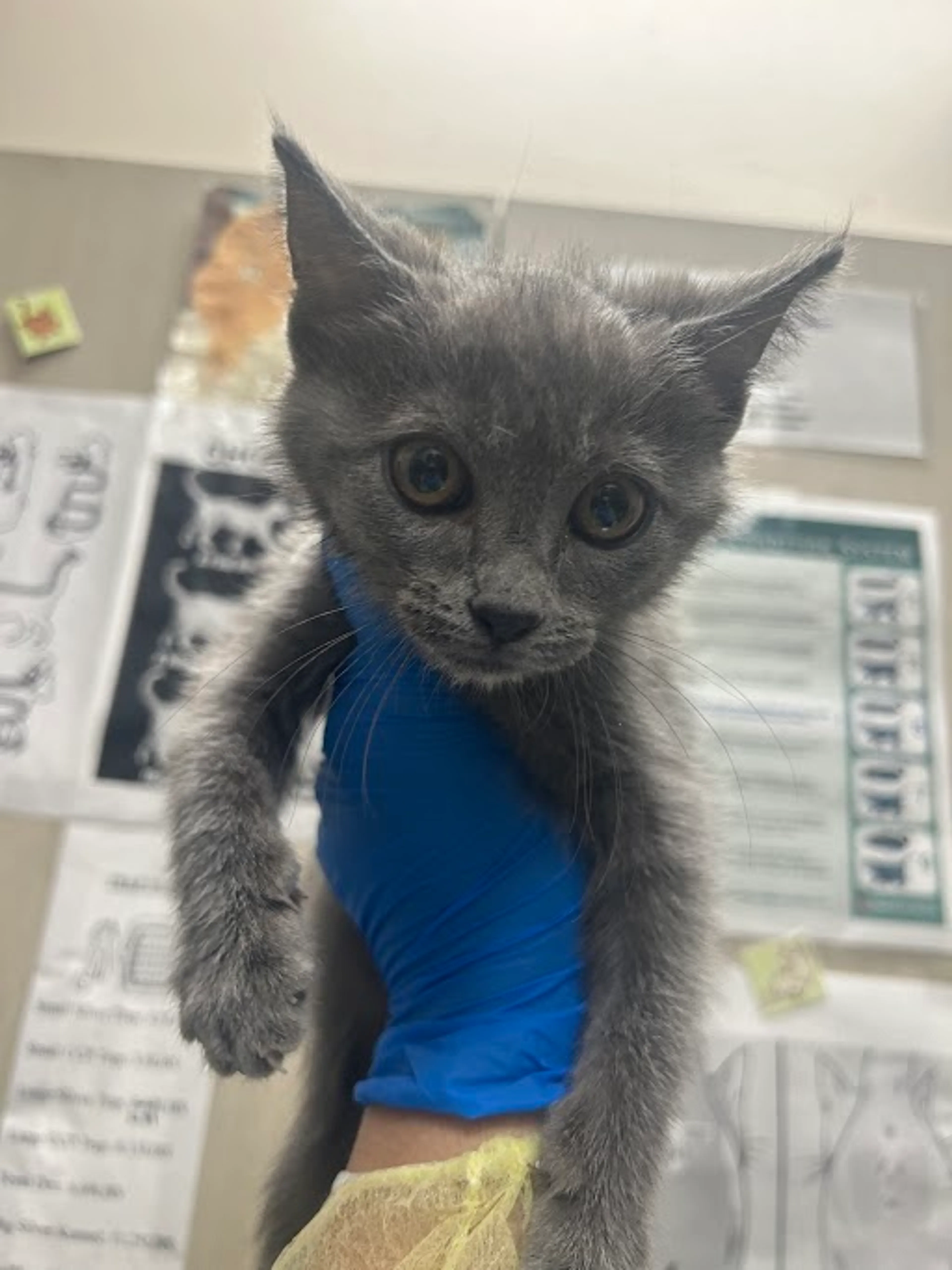 Found pet
