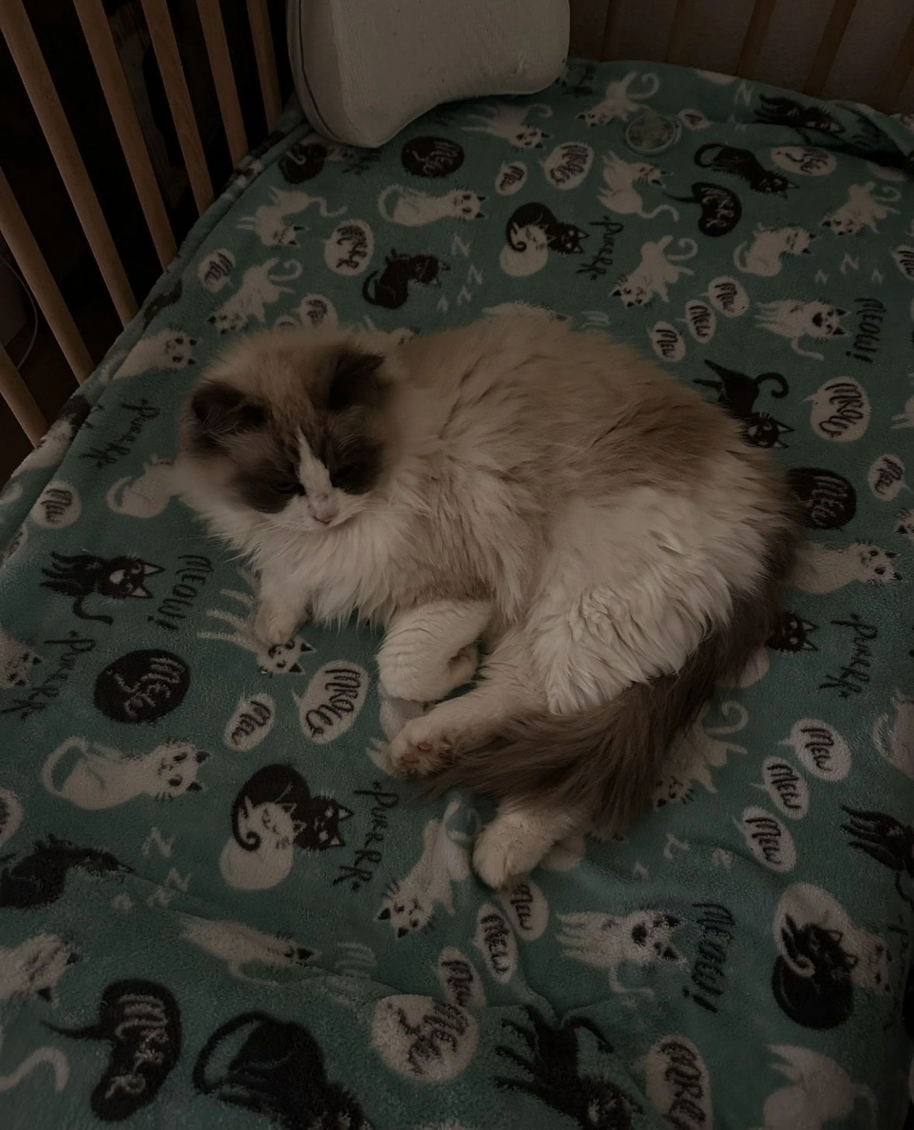 Lost pet-0