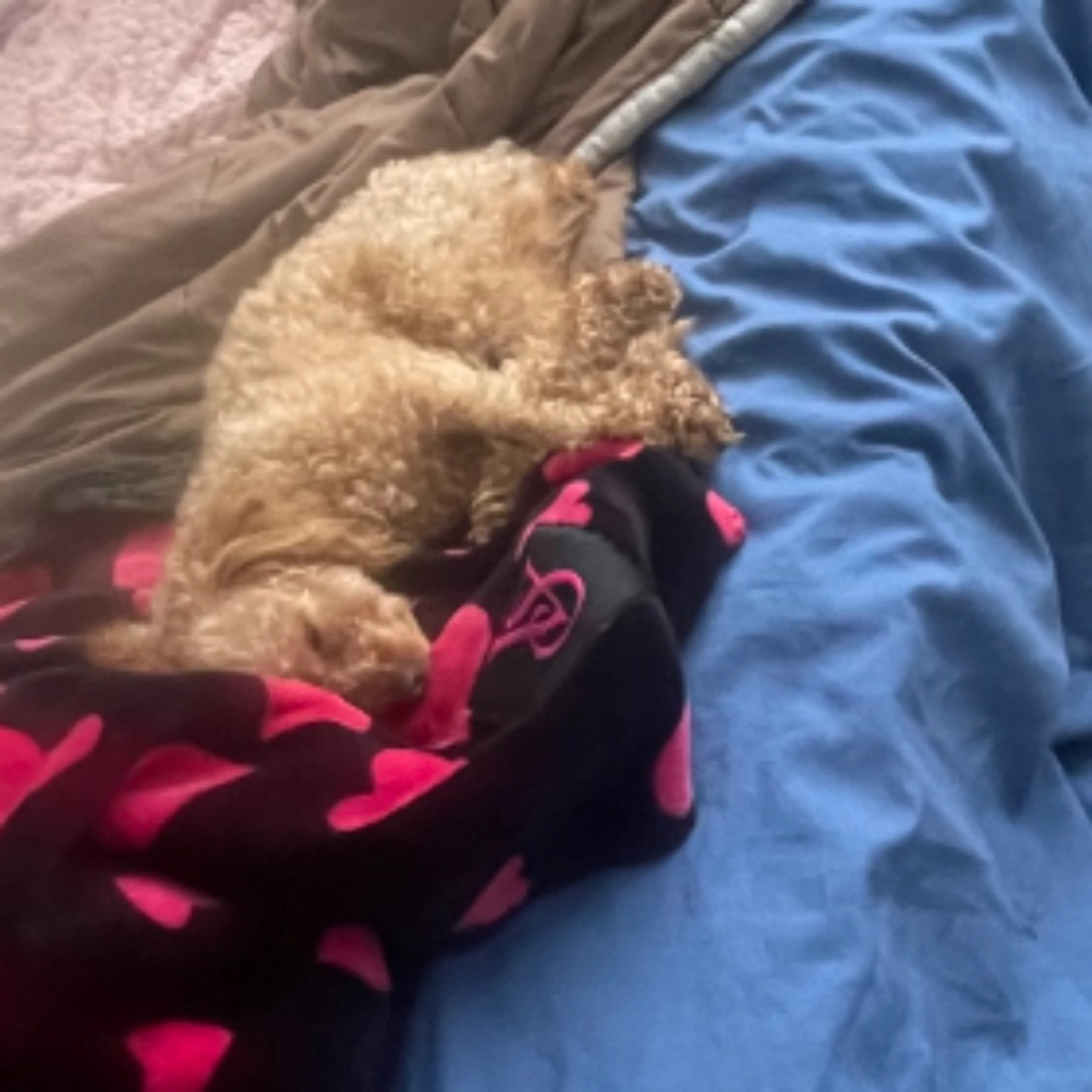Lost pet