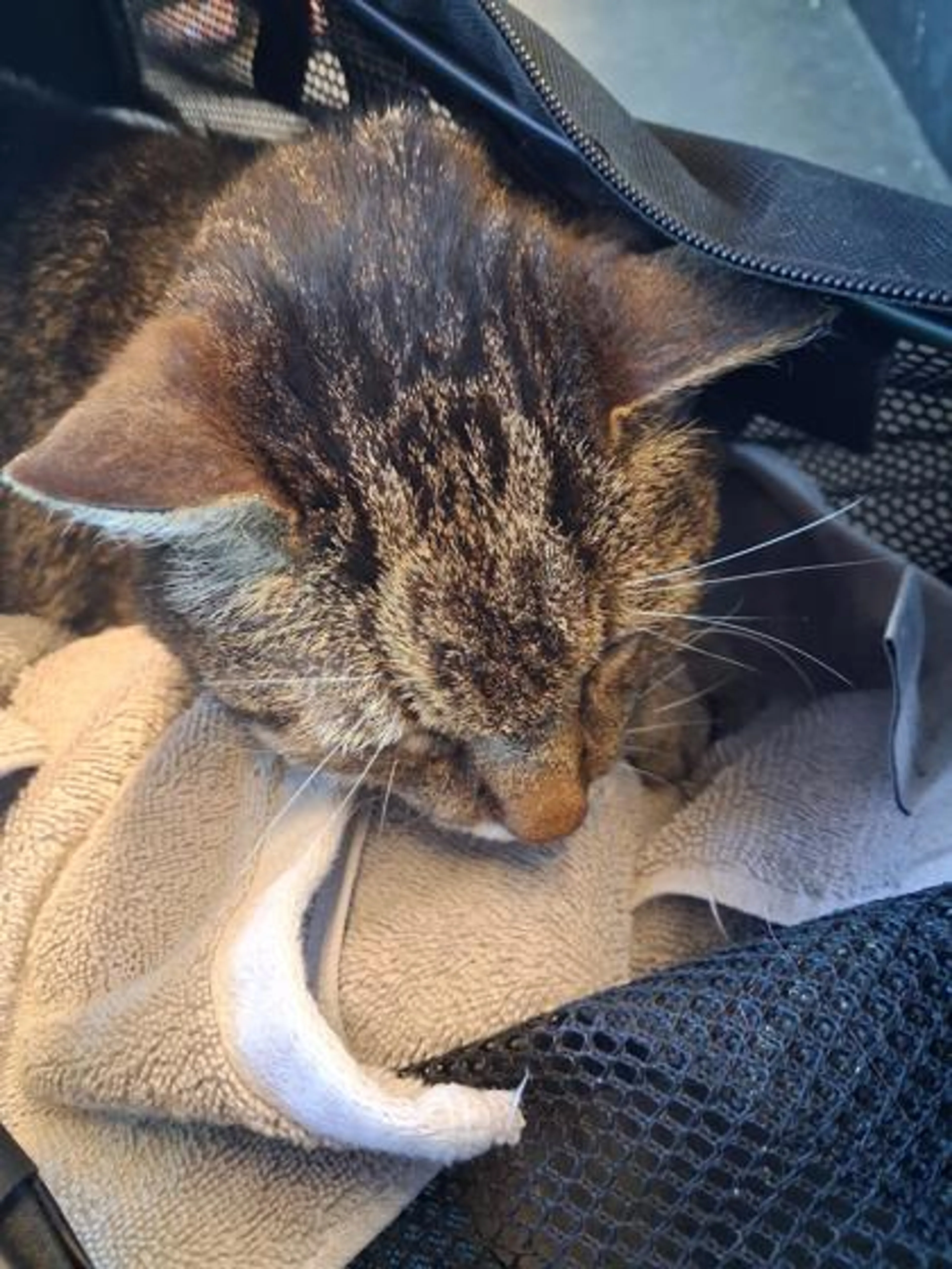 Found pet