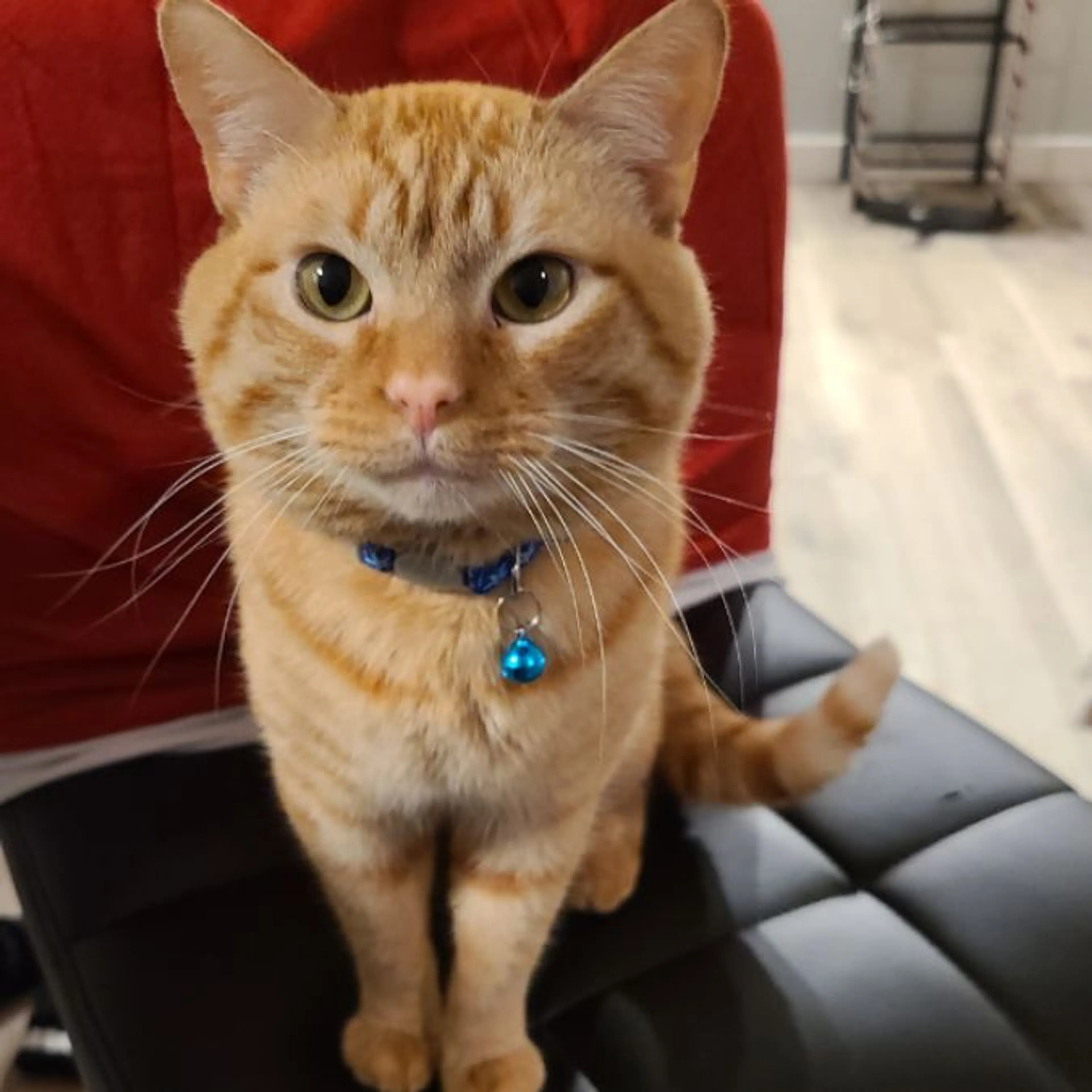 Lost pet-0