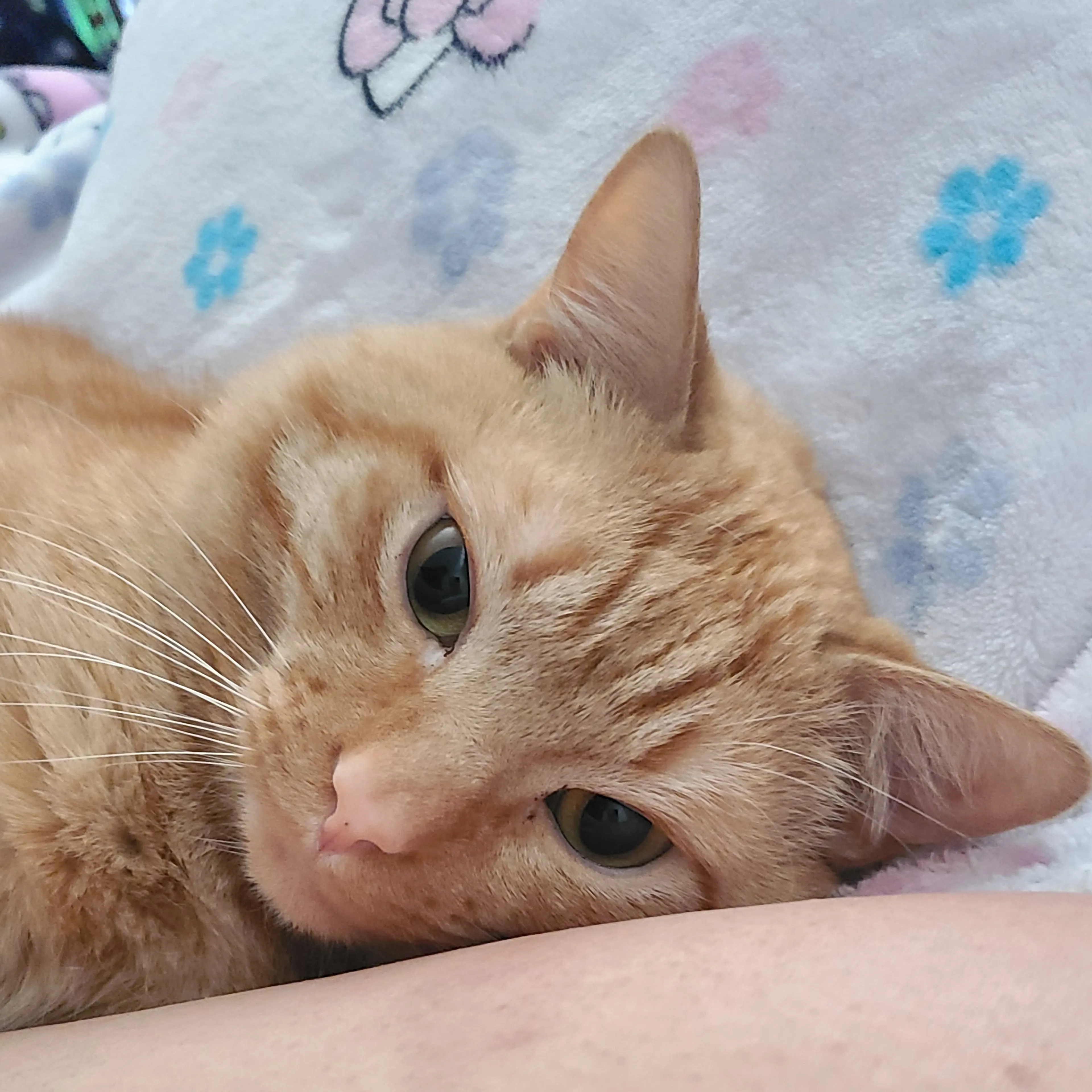 Lost pet-2