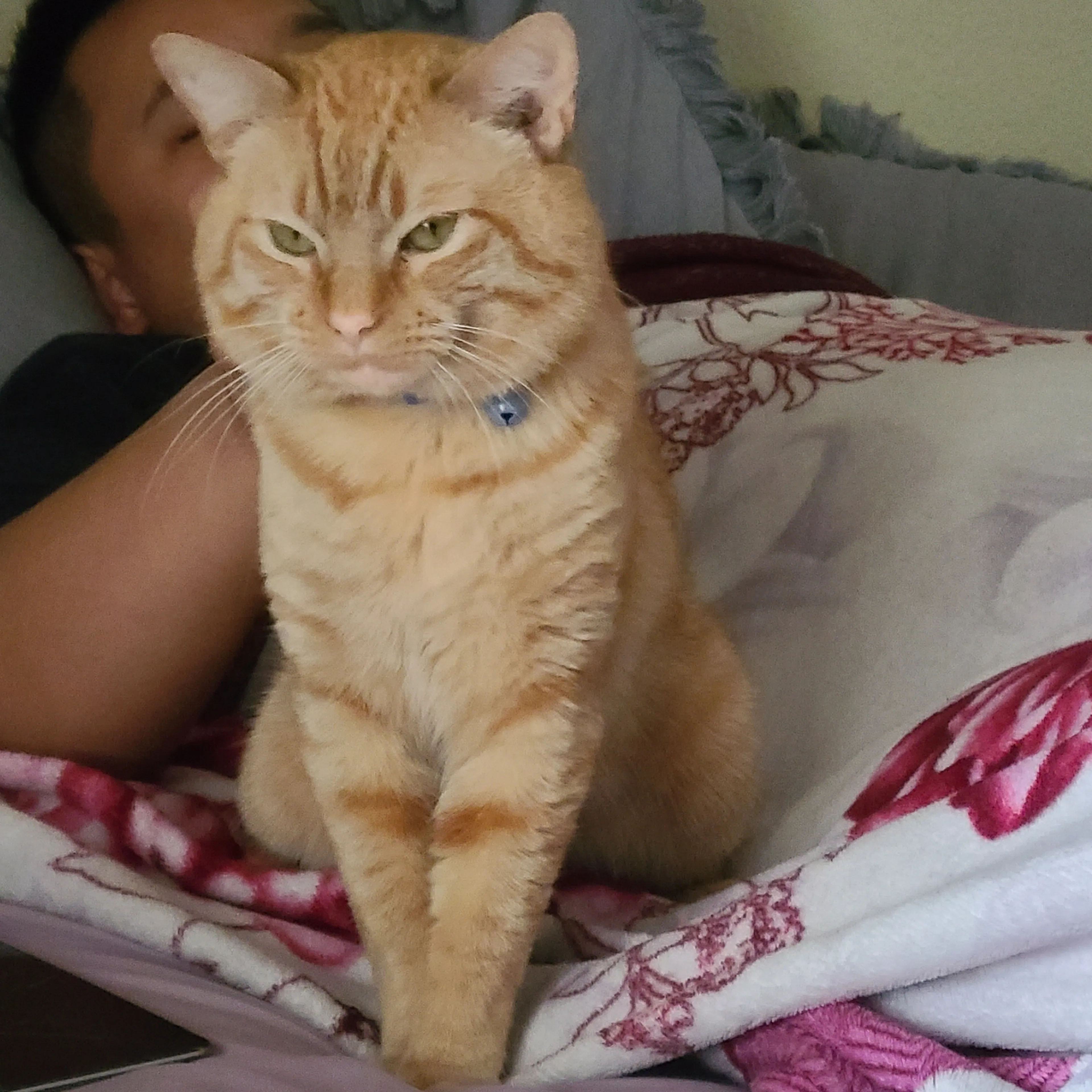 Lost pet-1