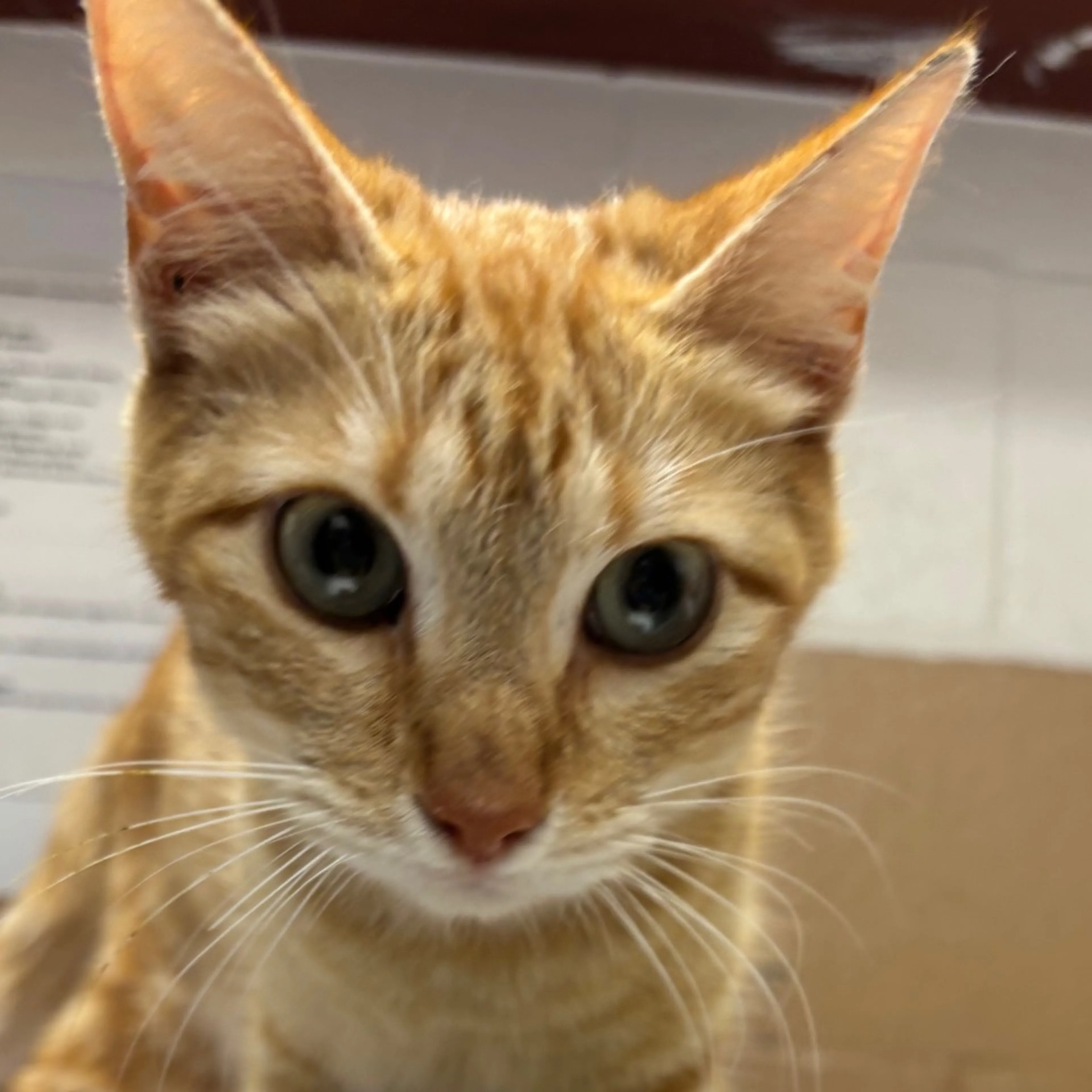 Found pet-1