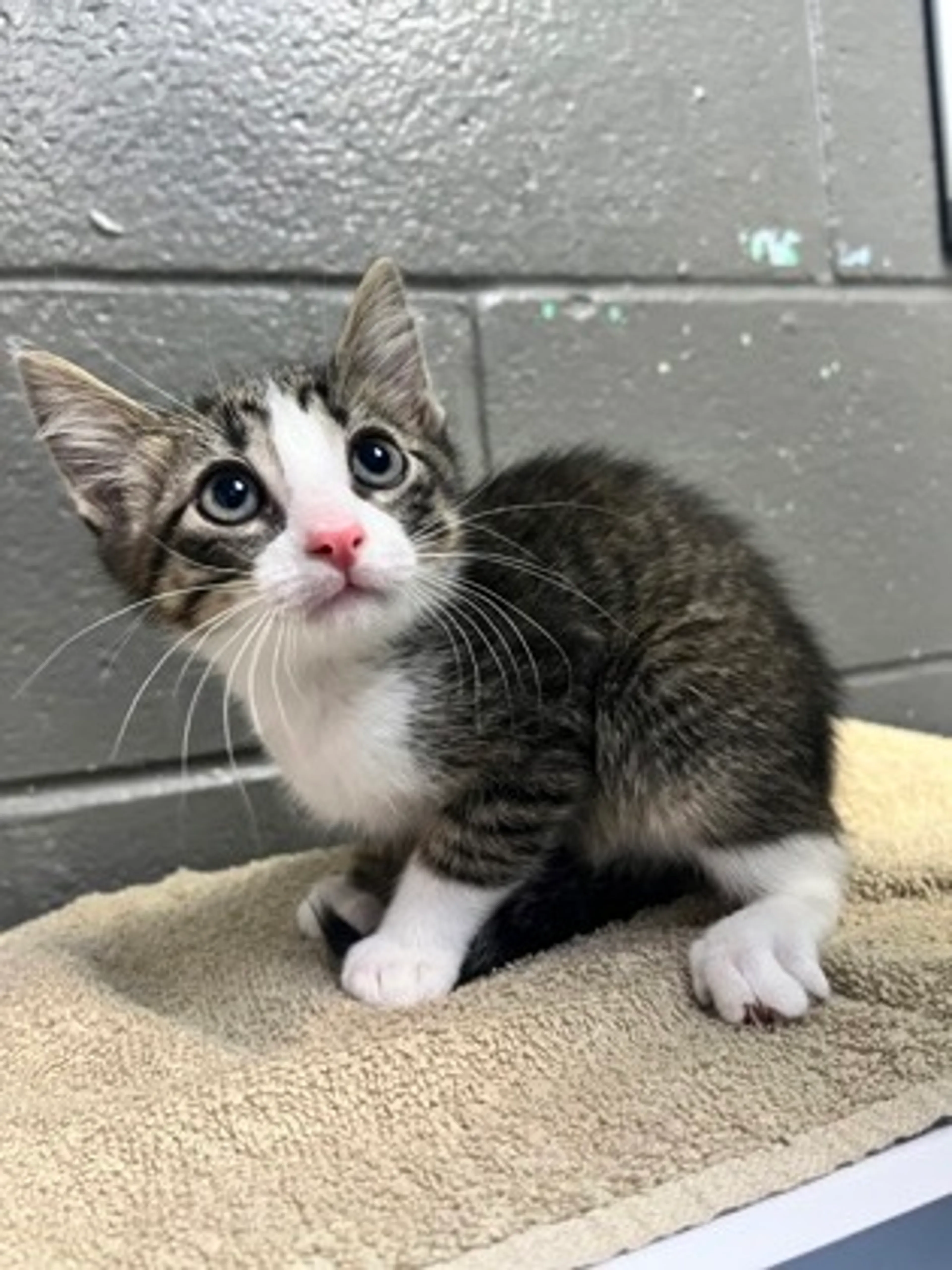 Found pet