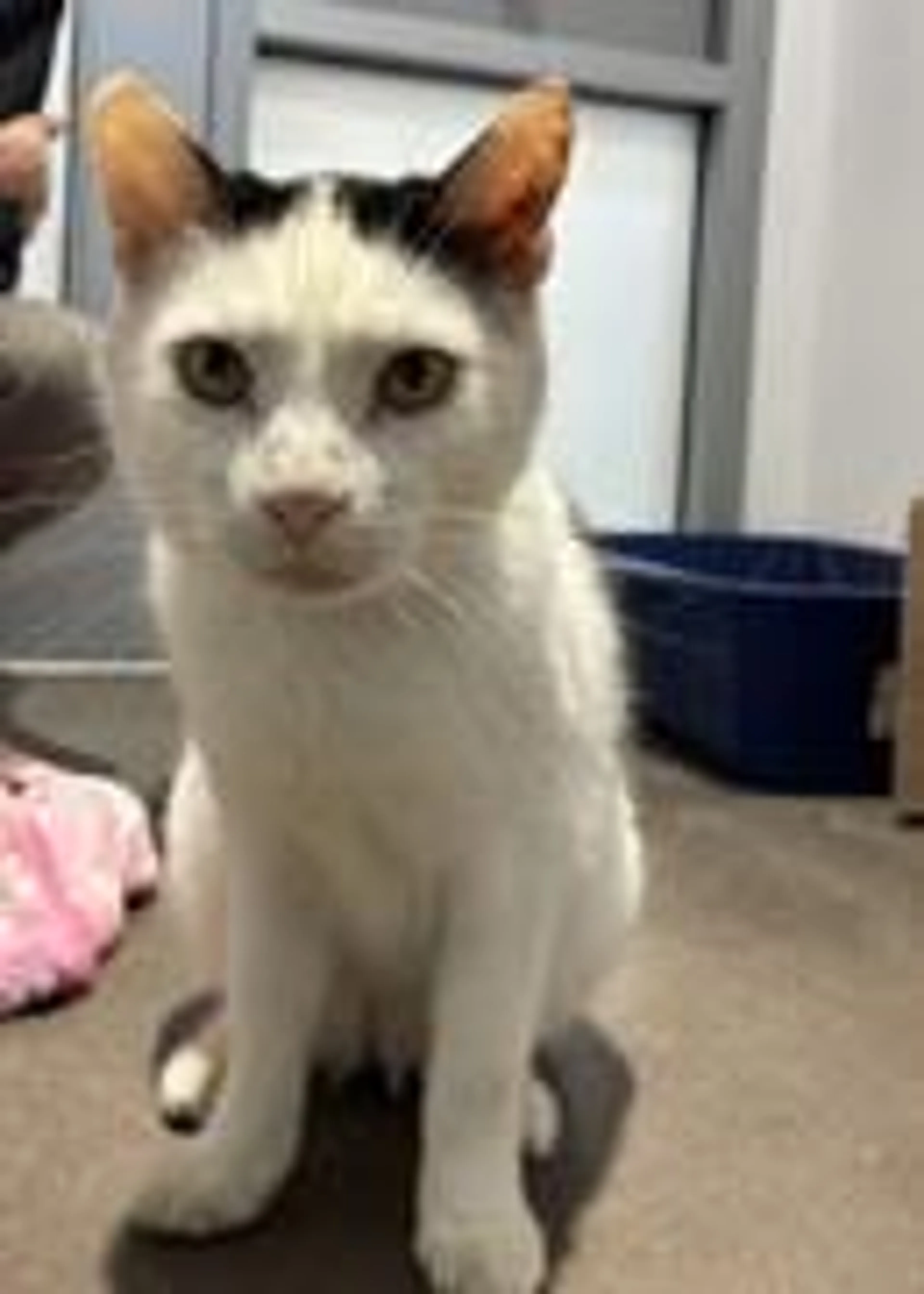 Found pet