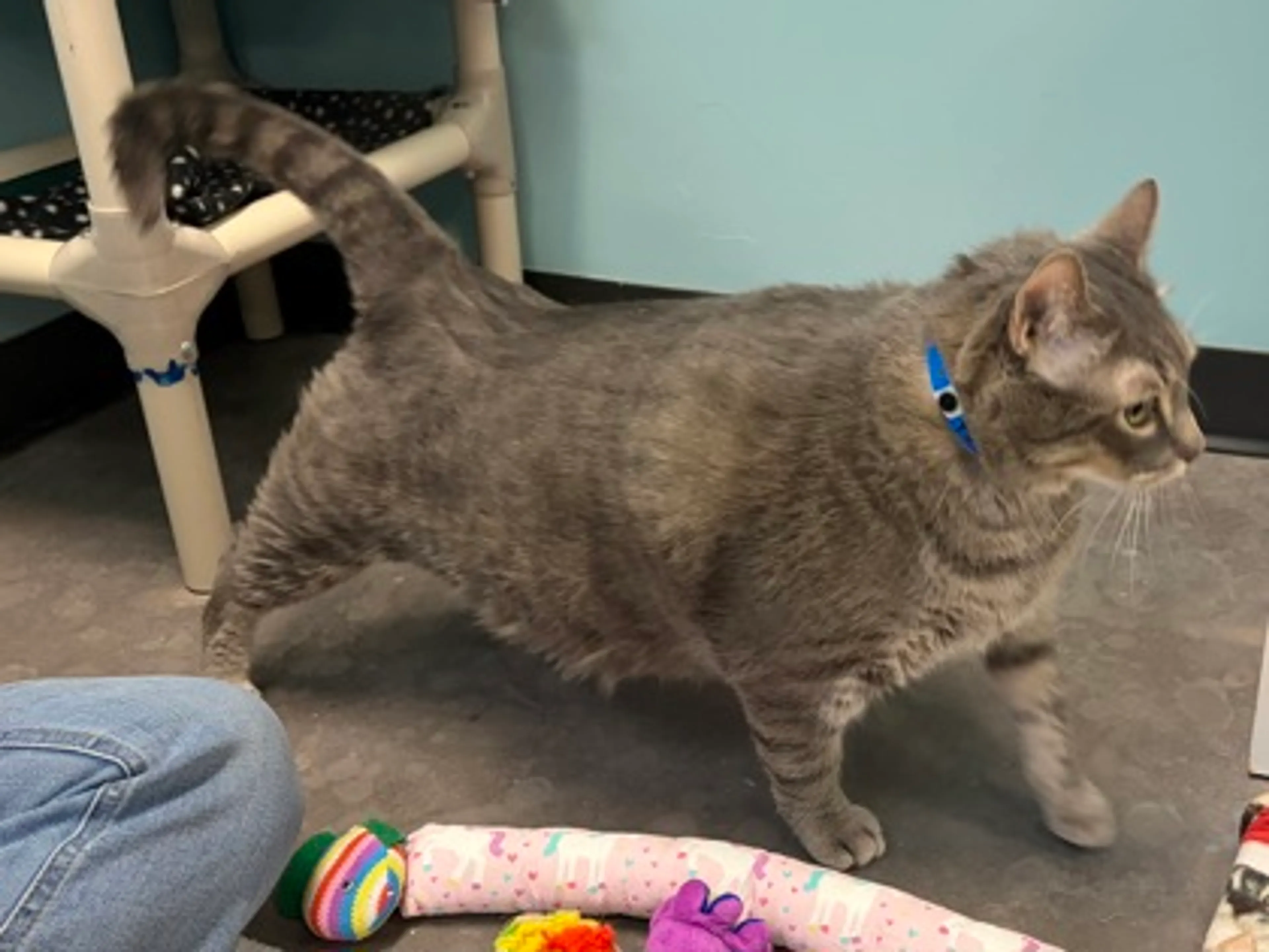 Found pet-1