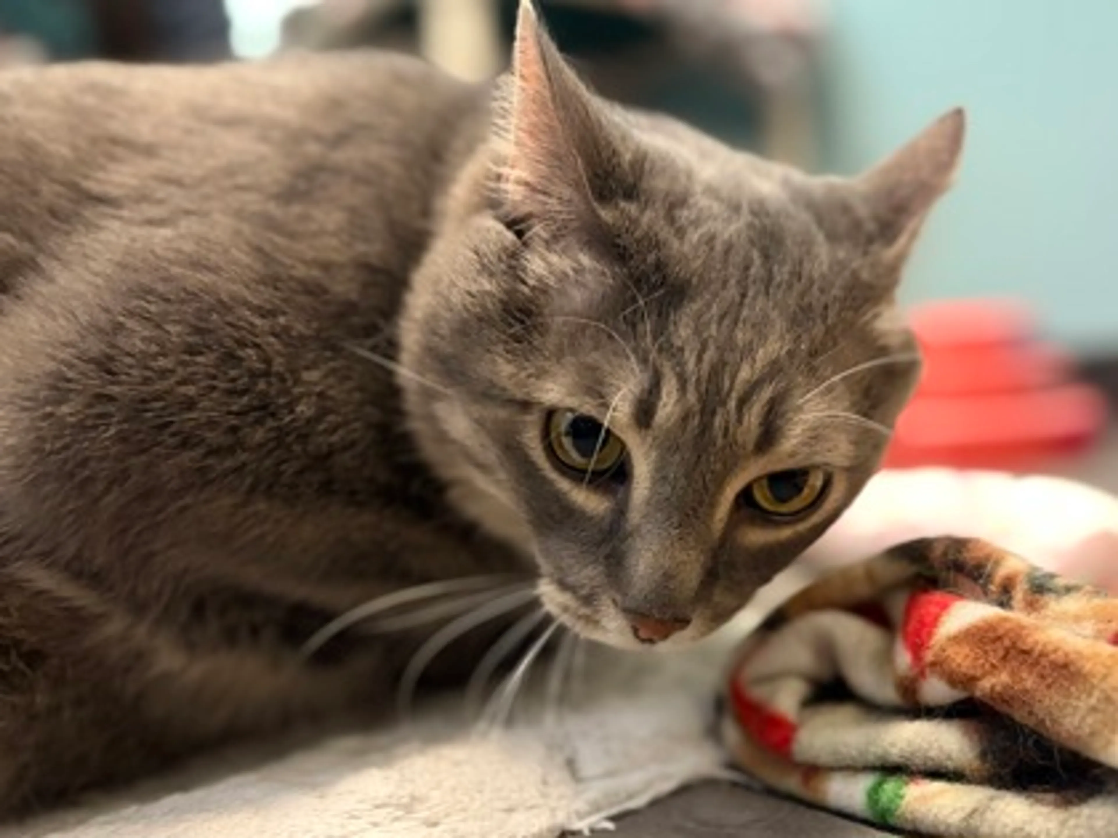 Found pet-2