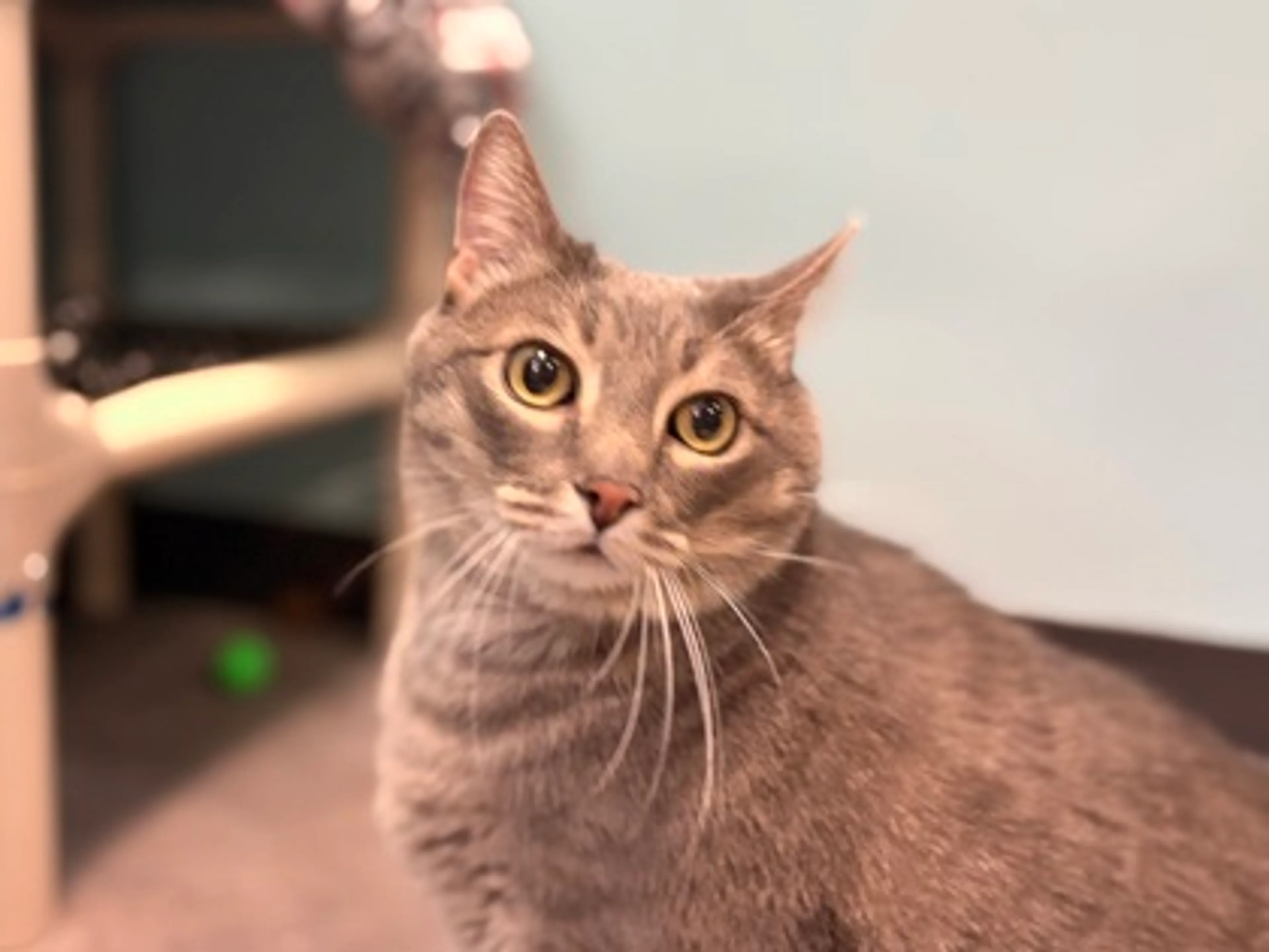 Found pet-0