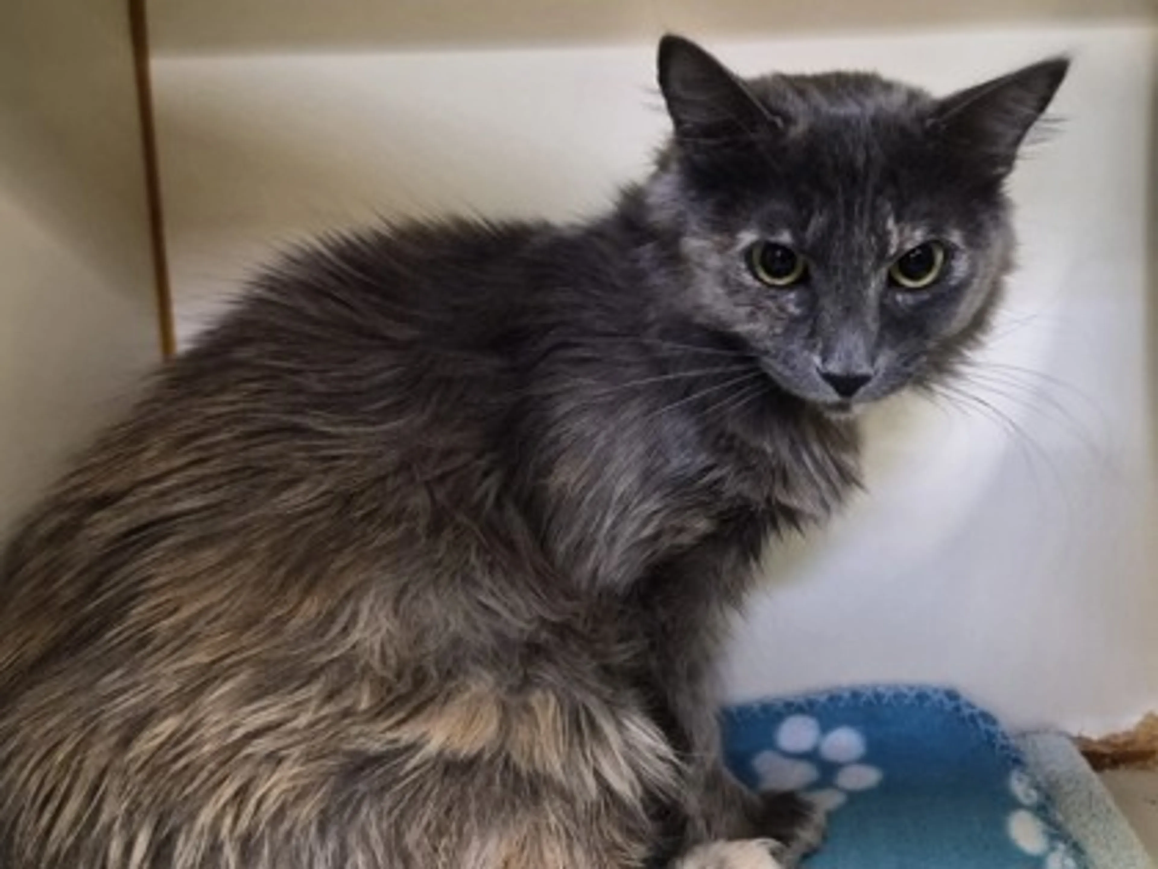 Found pet-2