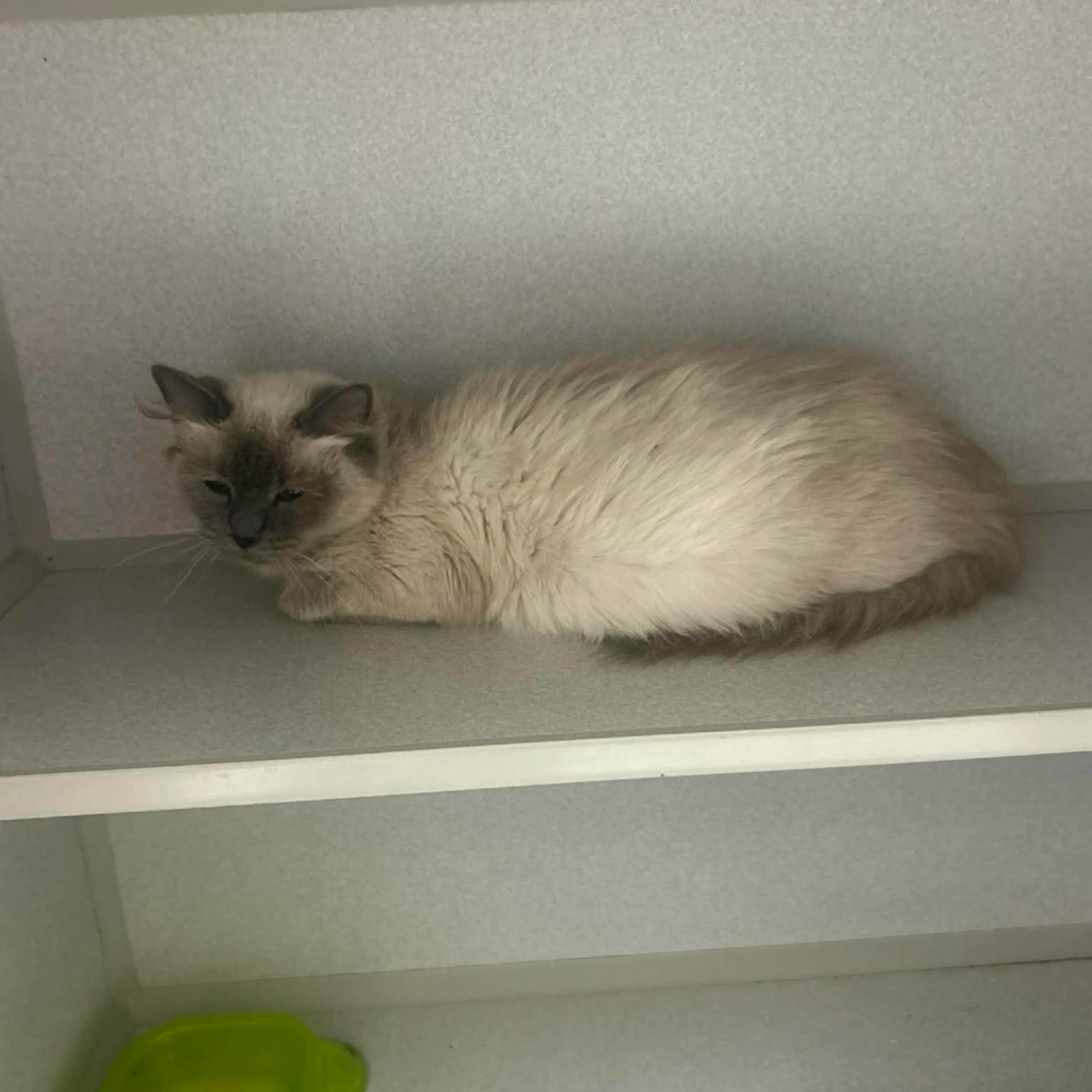 Found pet