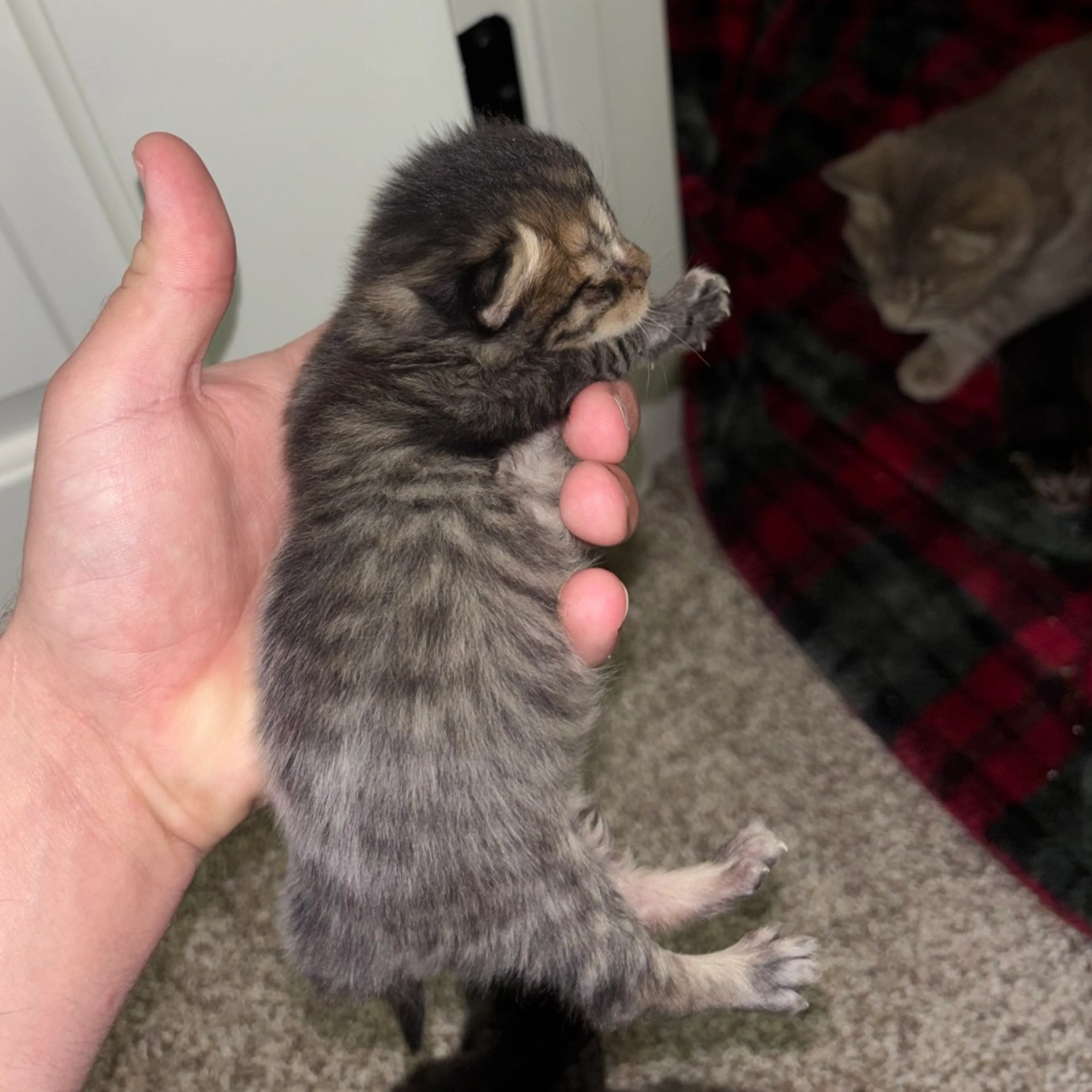 Found pet