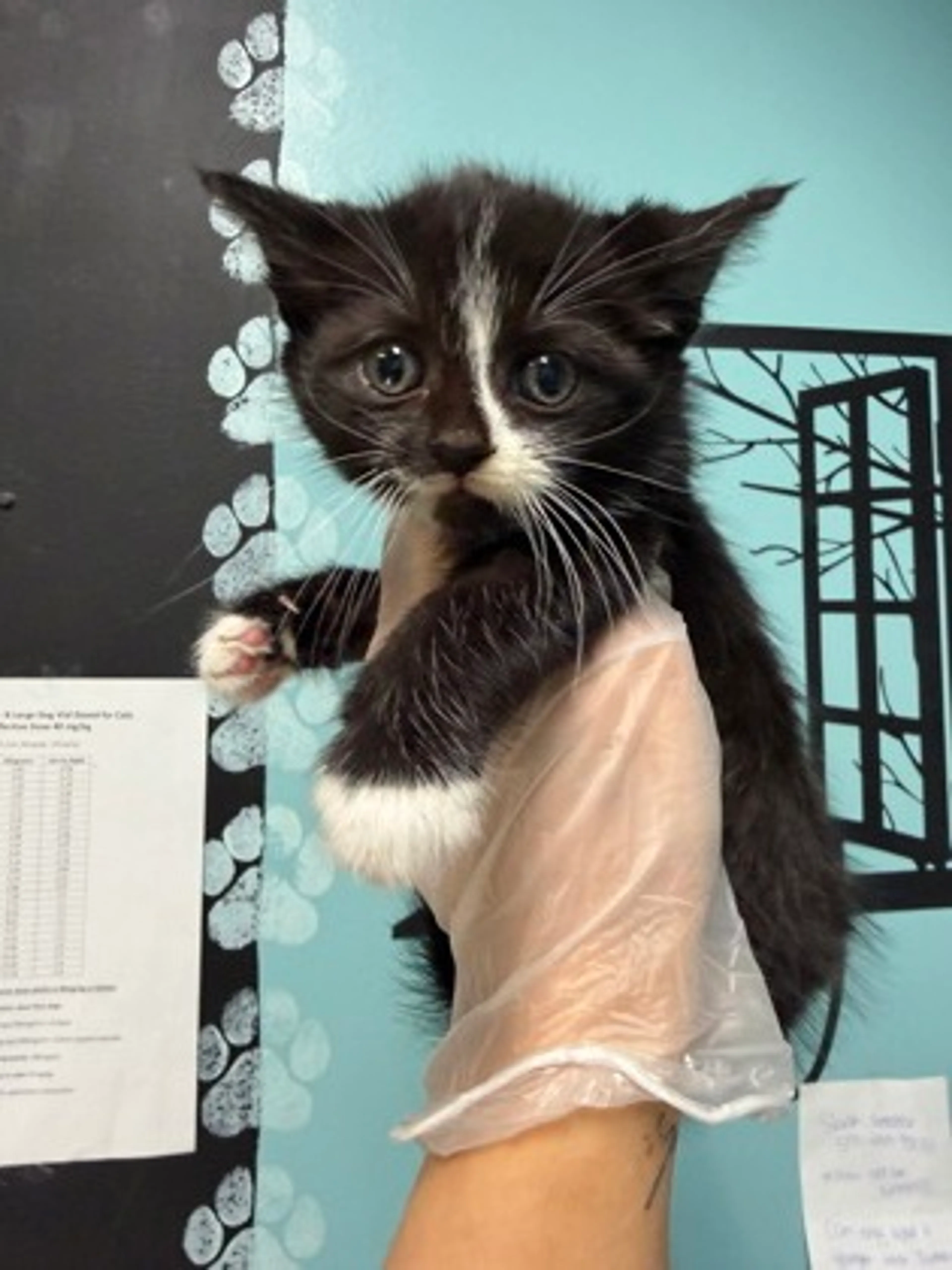 Found pet