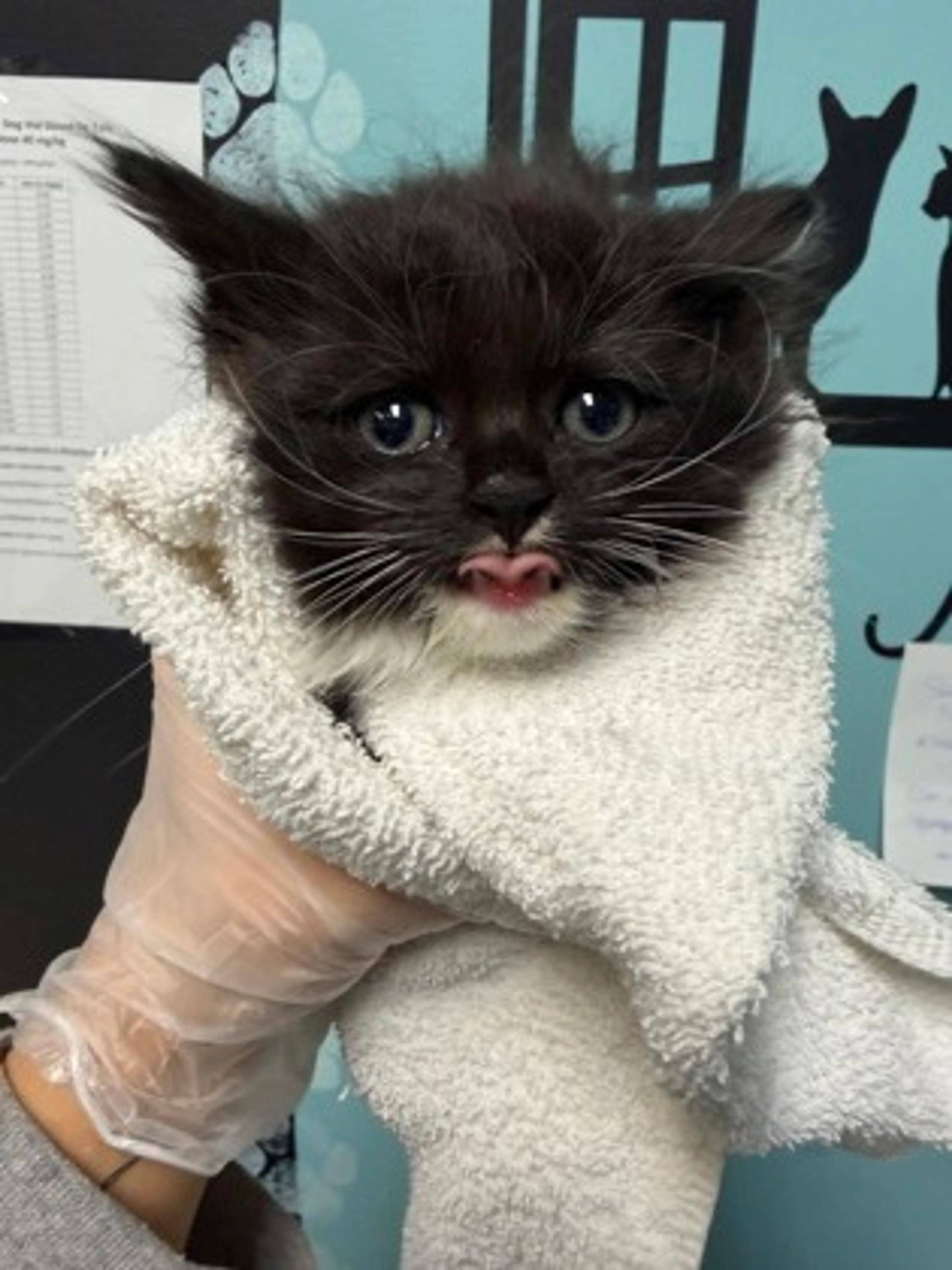 Found pet