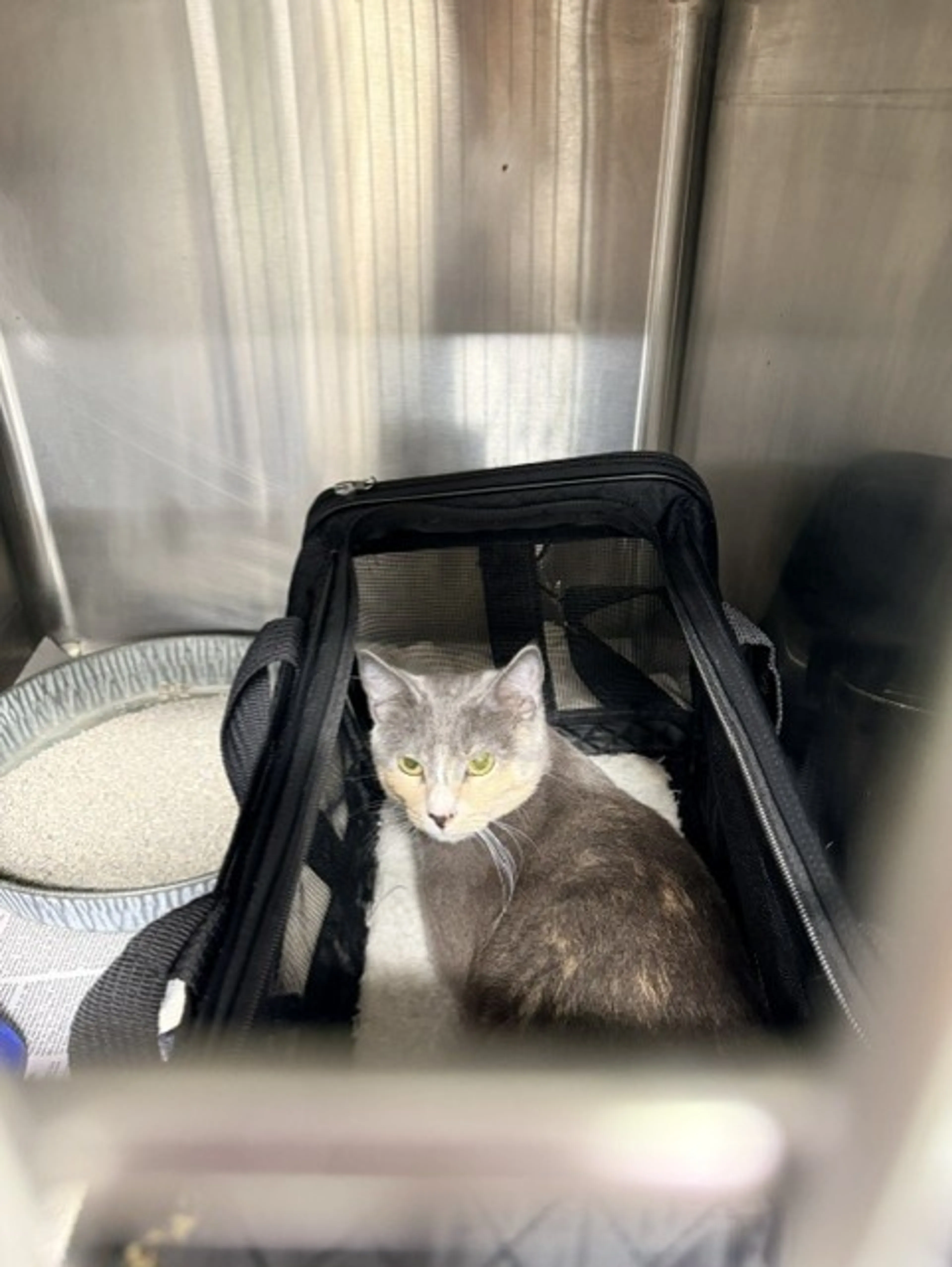 Found pet