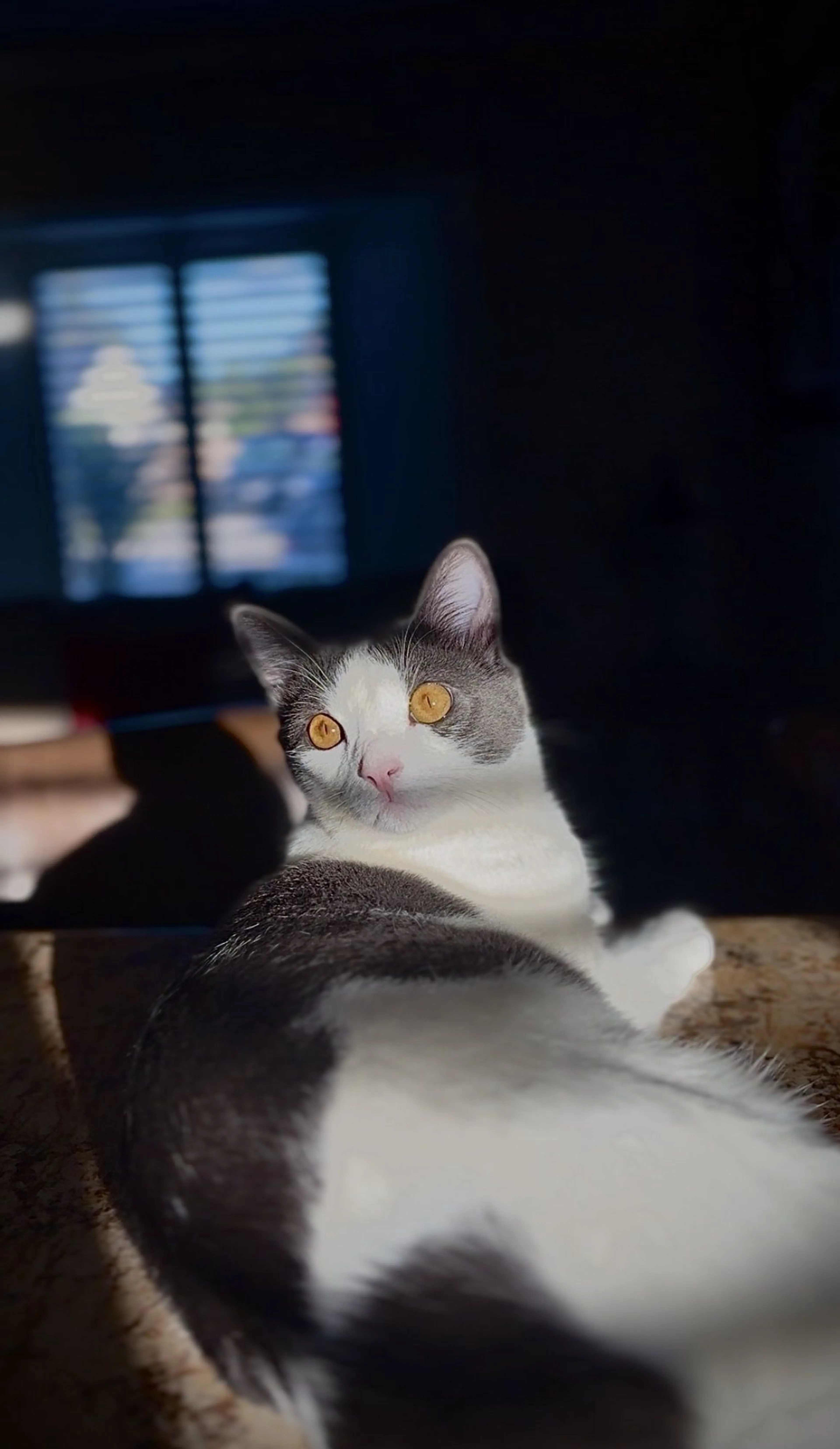 Lost pet-0