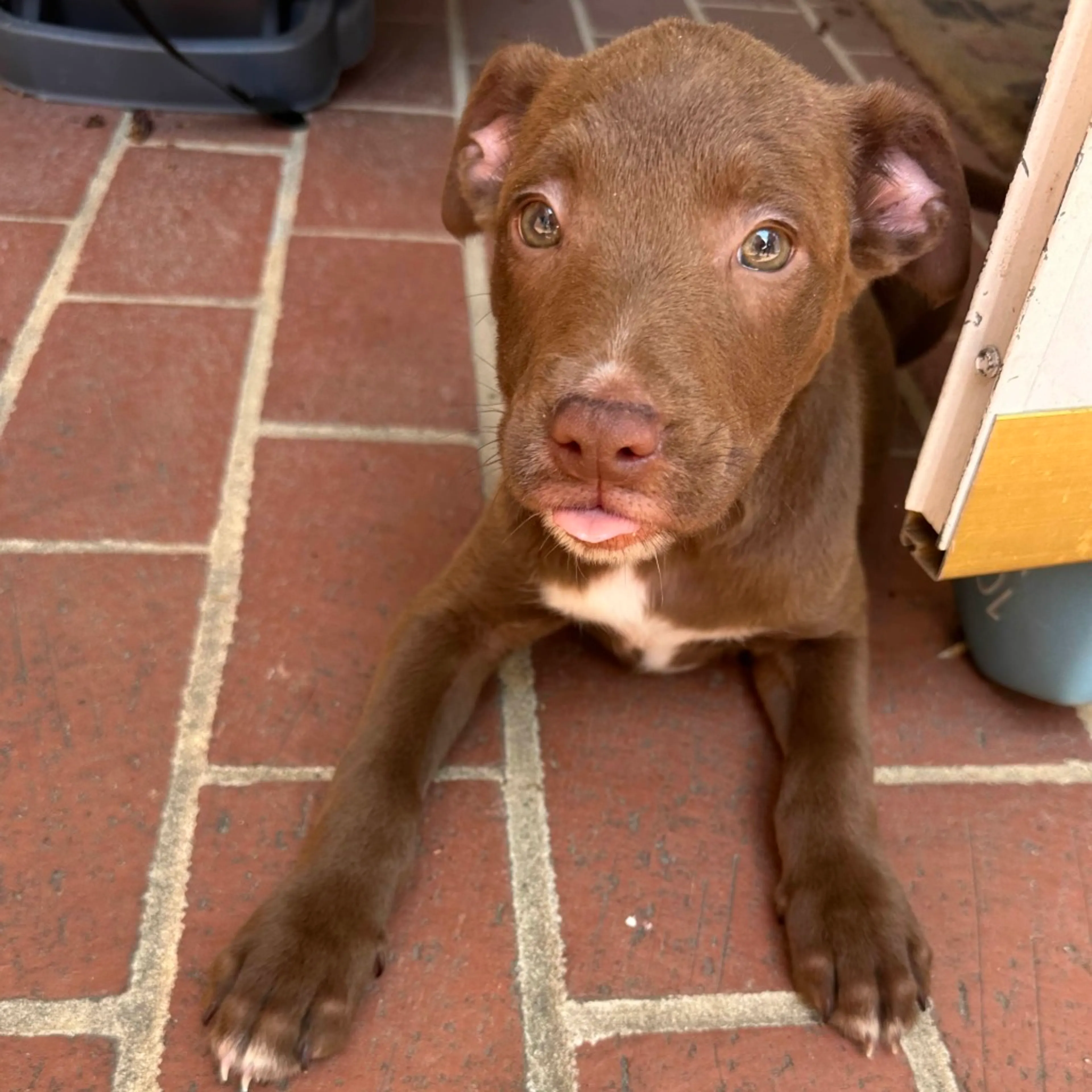 Found pet