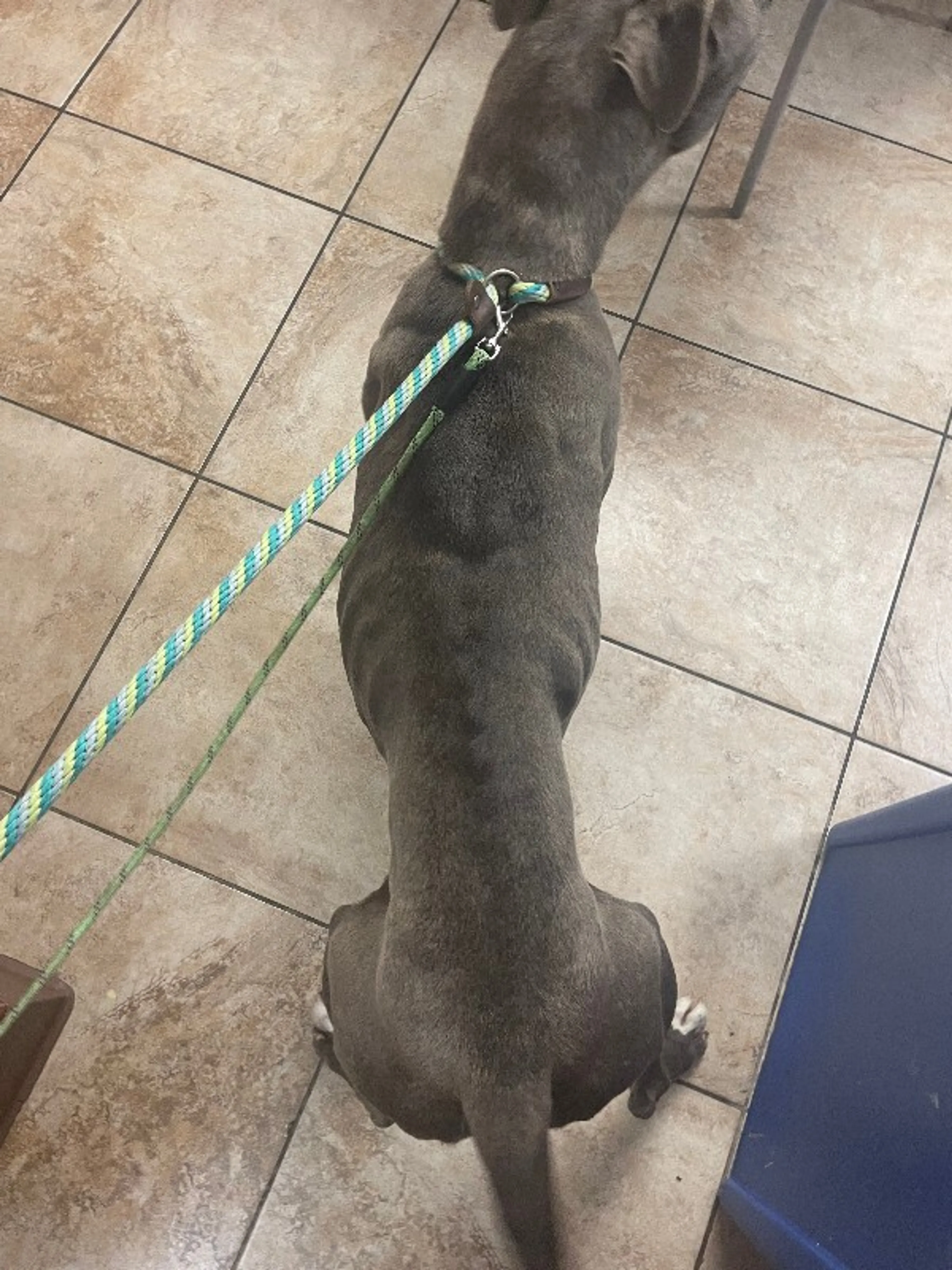 Found pet-3