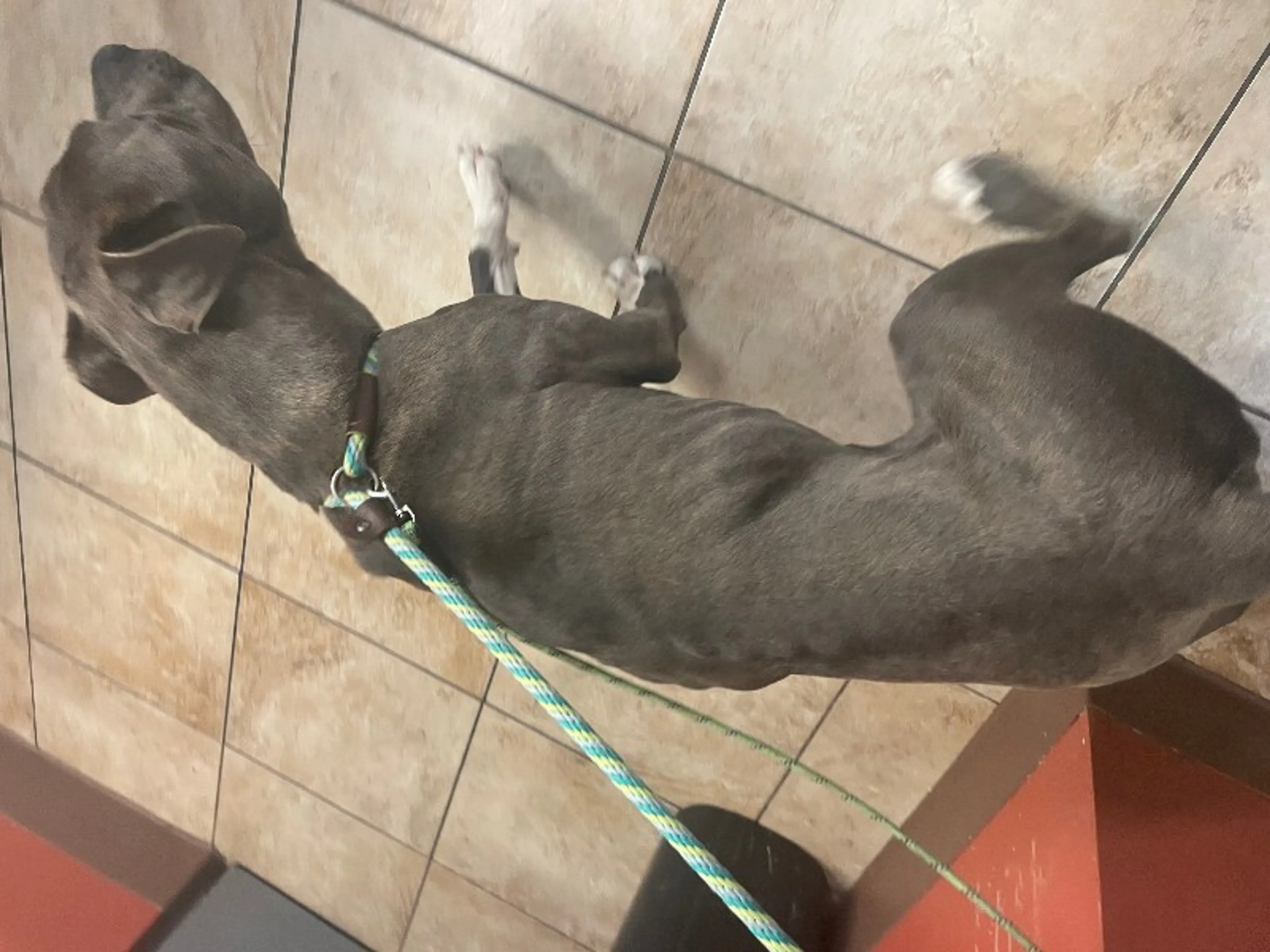 Found pet-1