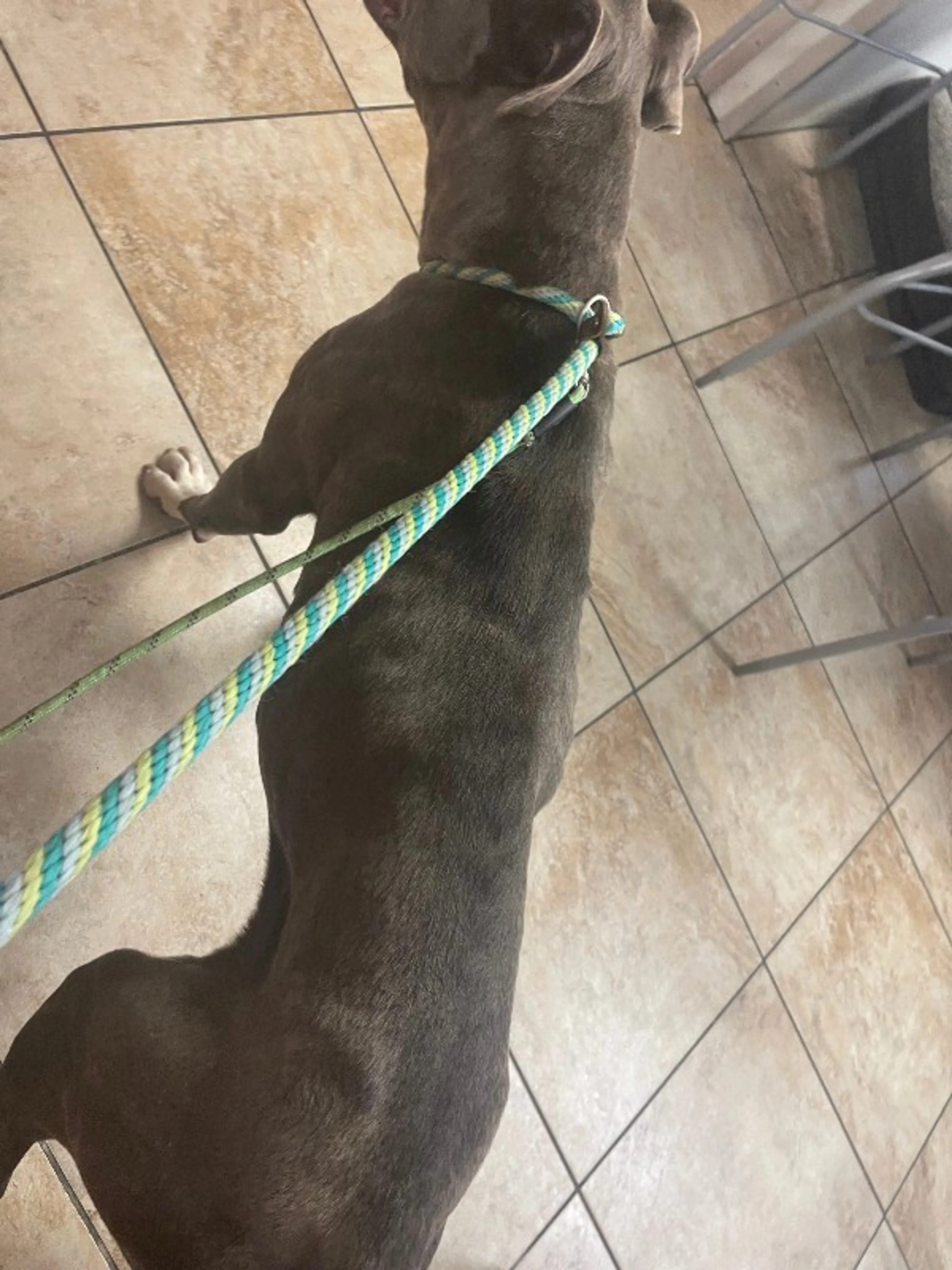 Found pet-2