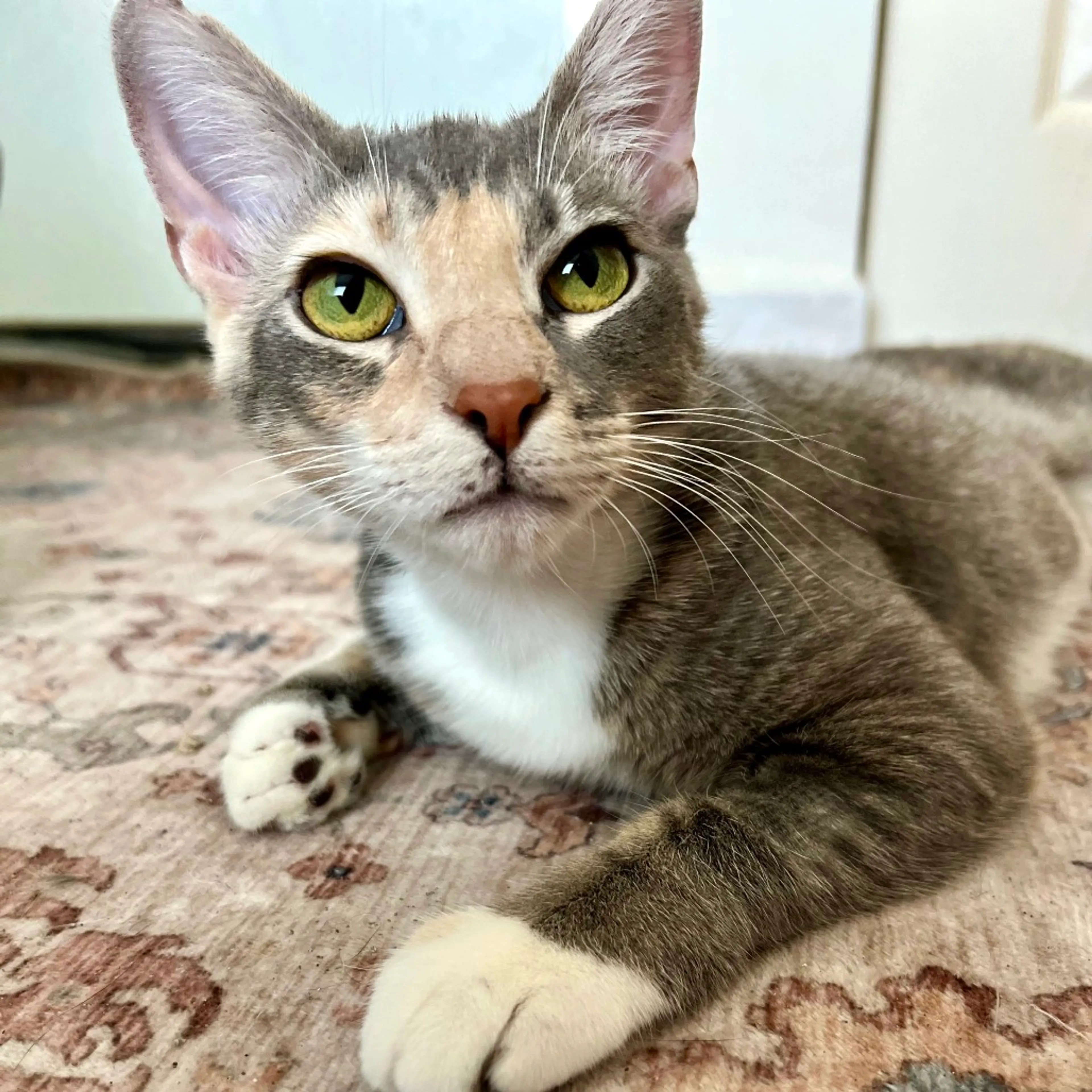 Found pet-3