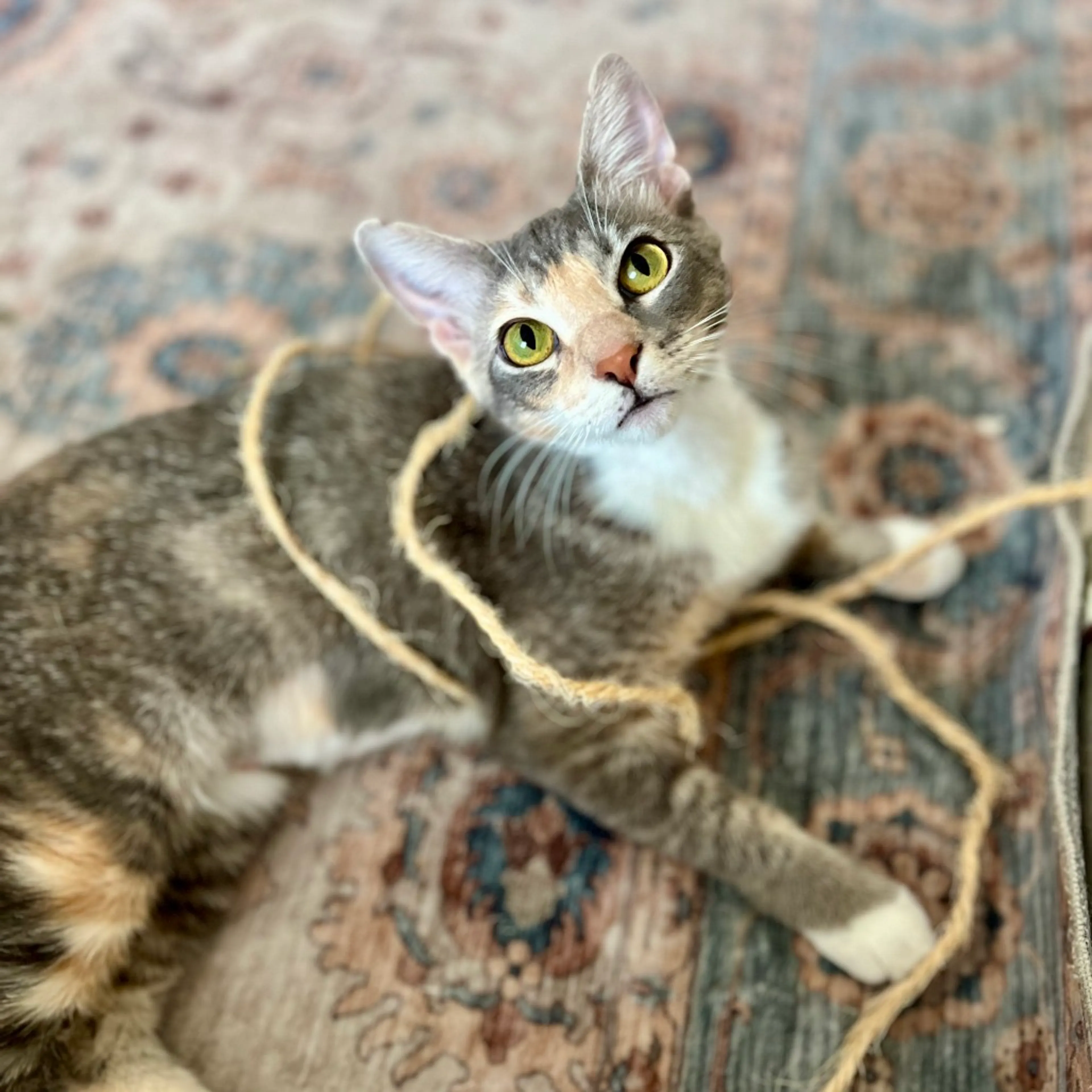 Found pet-1