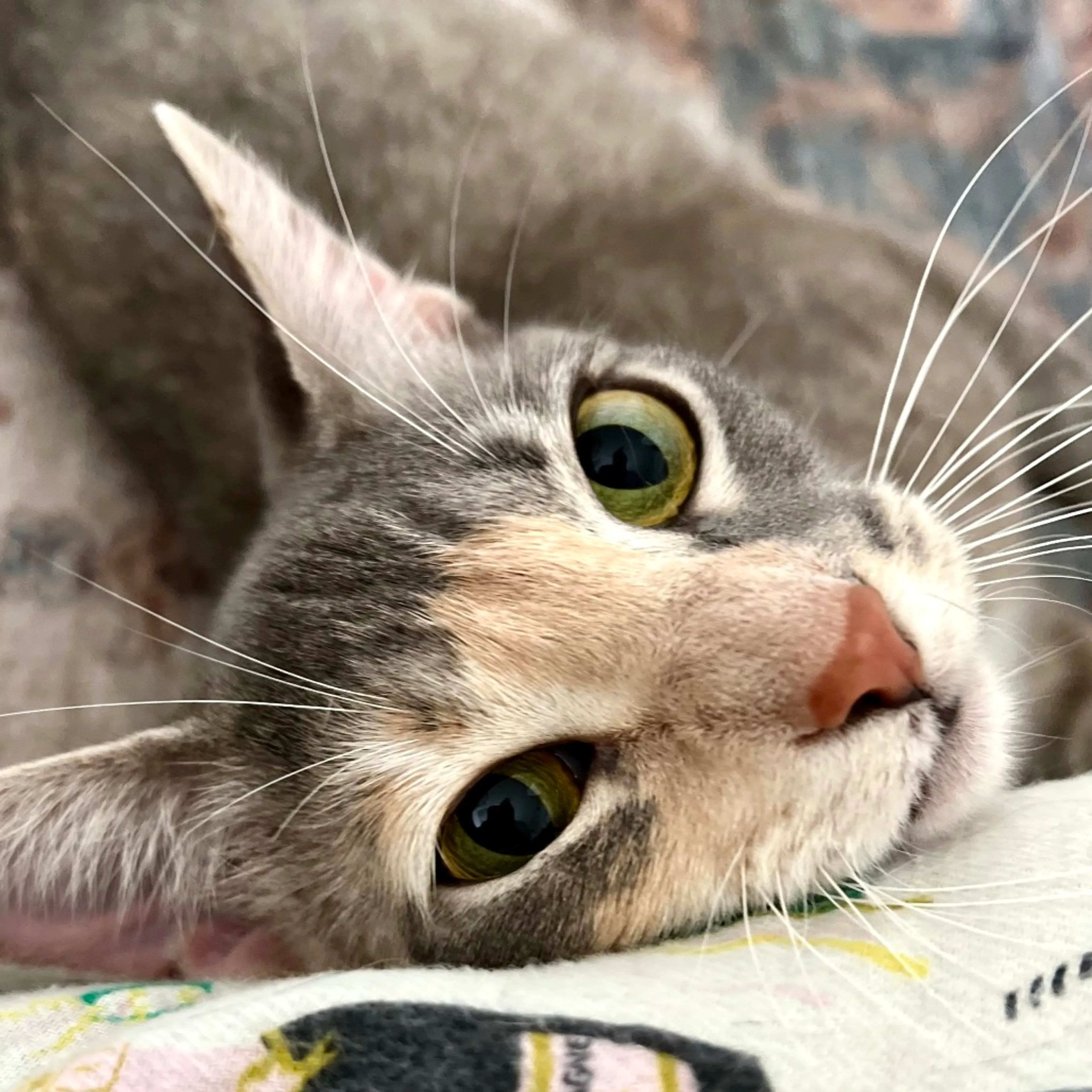 Found pet-2
