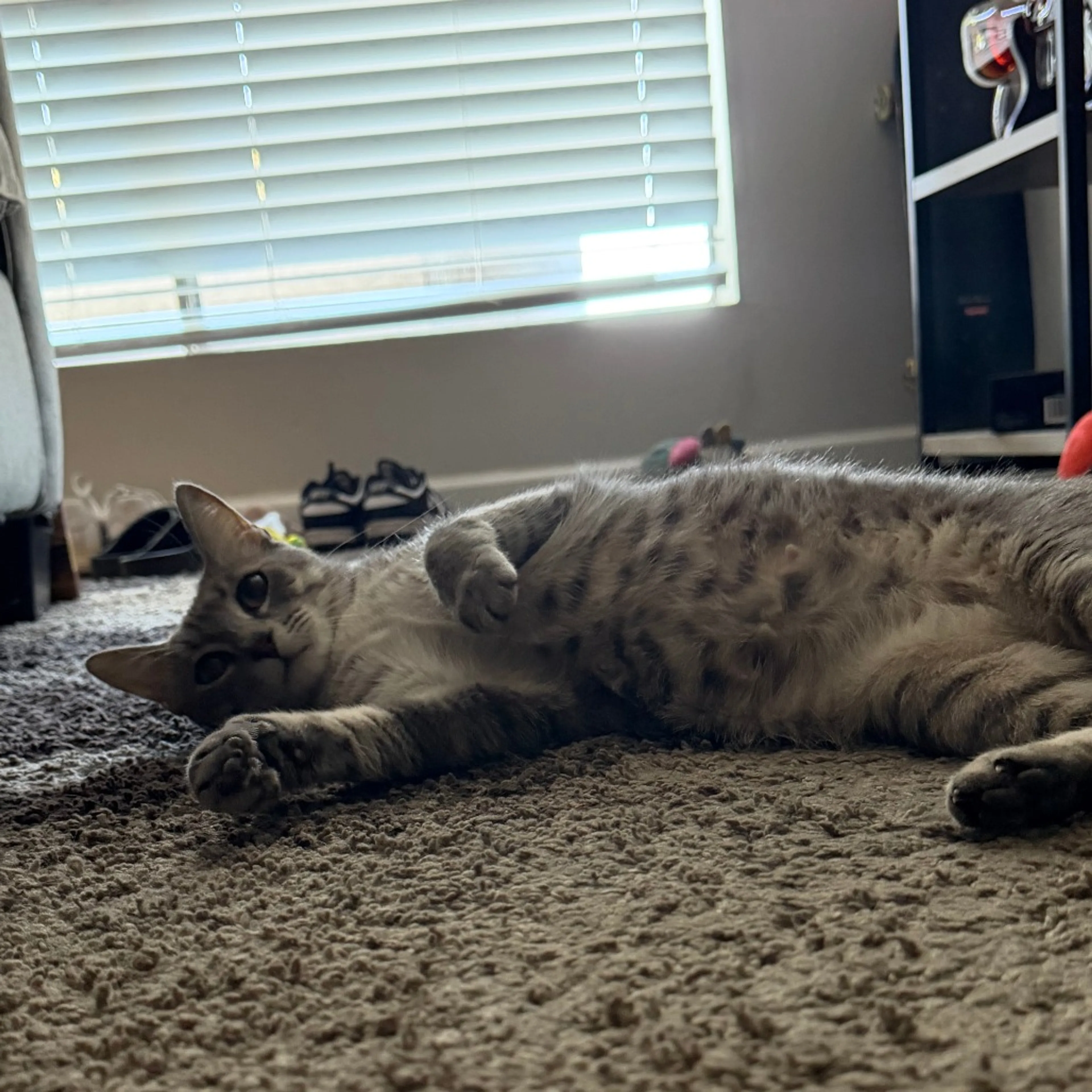 Found pet-0