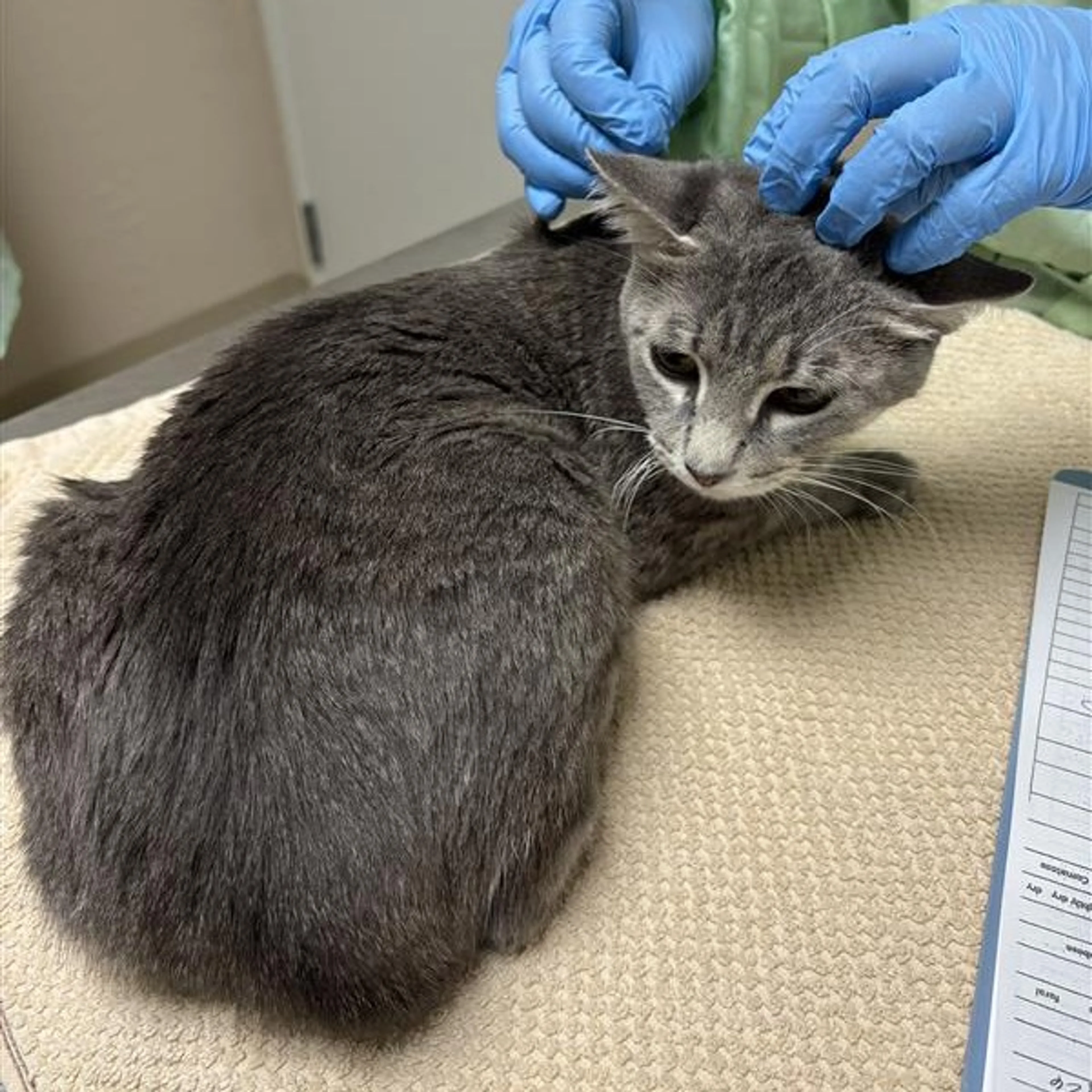 Found pet-1